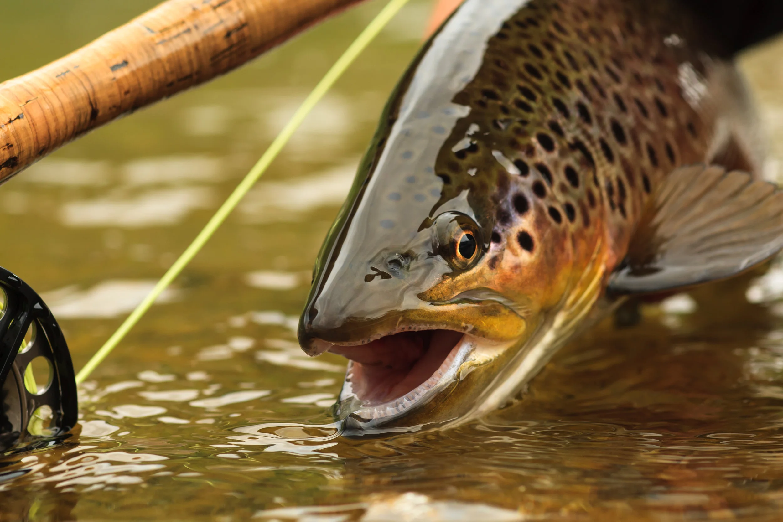 5RTU_shutterstock_brown trout.jpg