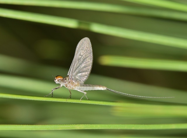 5RTU_mayfly.jpg
