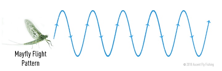 5RTU_mayfly flight pattern.jpg