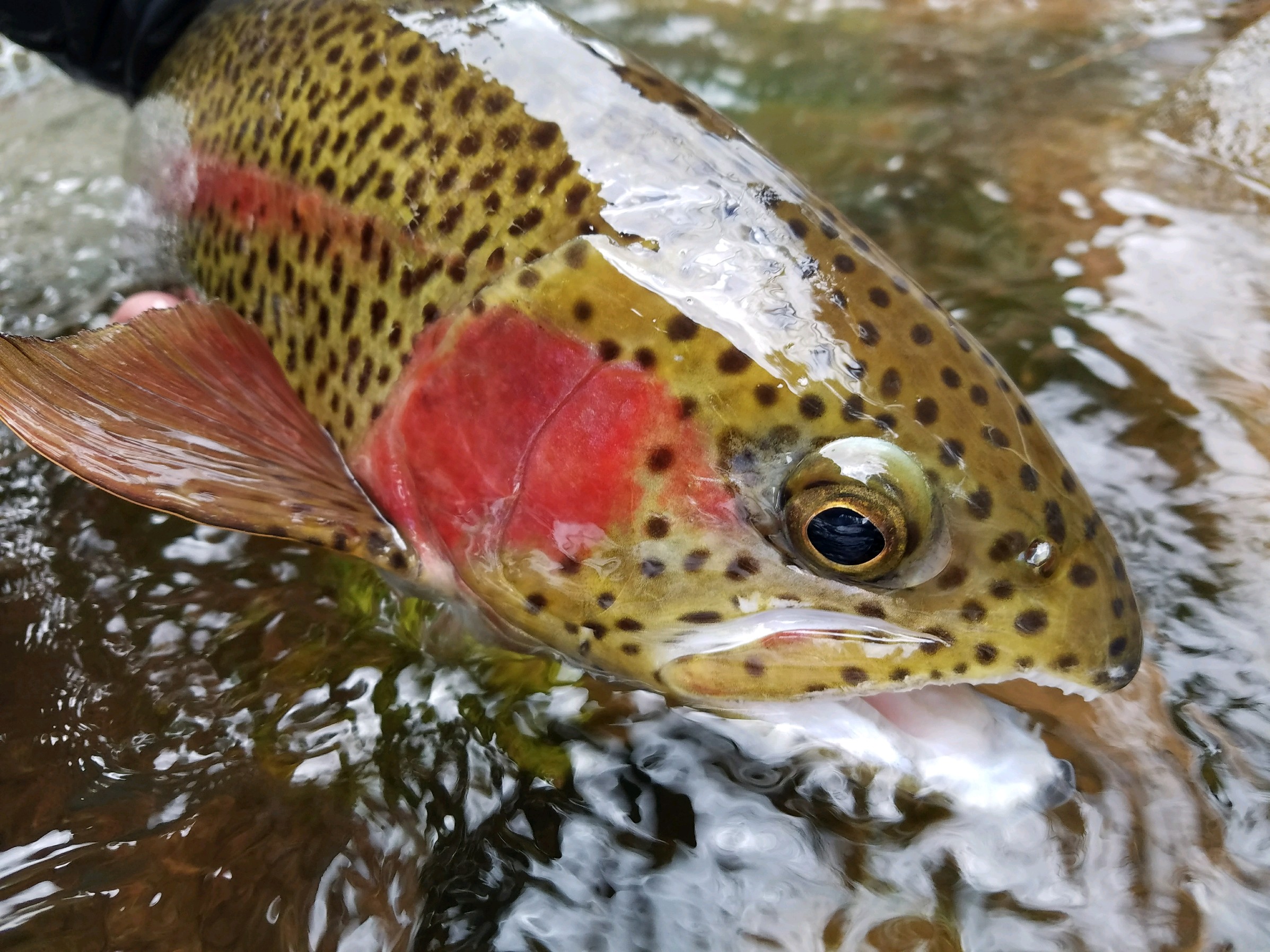 Photo courtesy of Will Blanchard / Rio Epic Outfitters