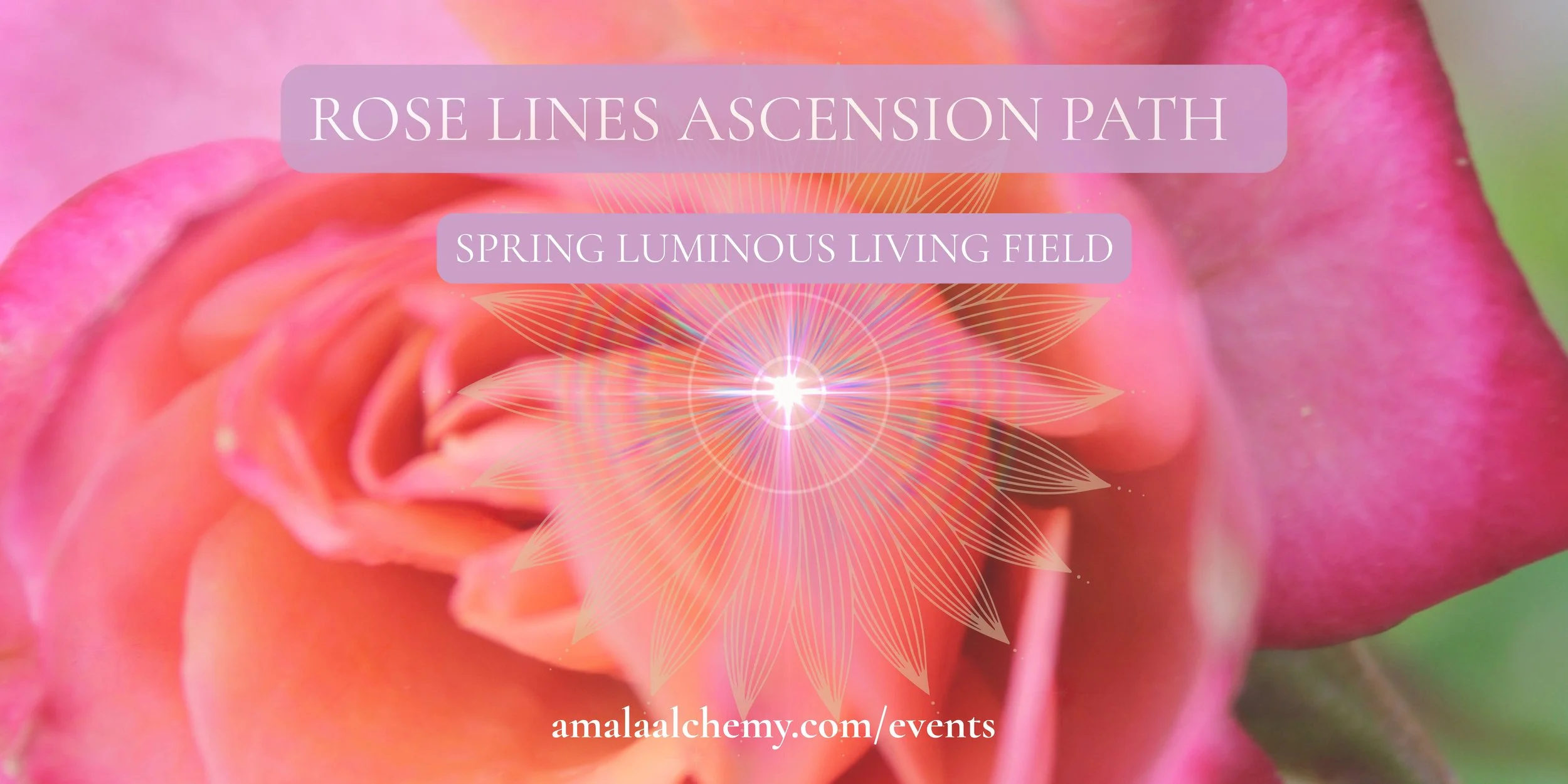 ROSE LINES ASCENSION PATH - SPRING LUMINOUS LIVING FIELD 