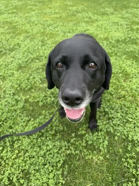 Photo of a dog. Animal communicator, pet energy healing