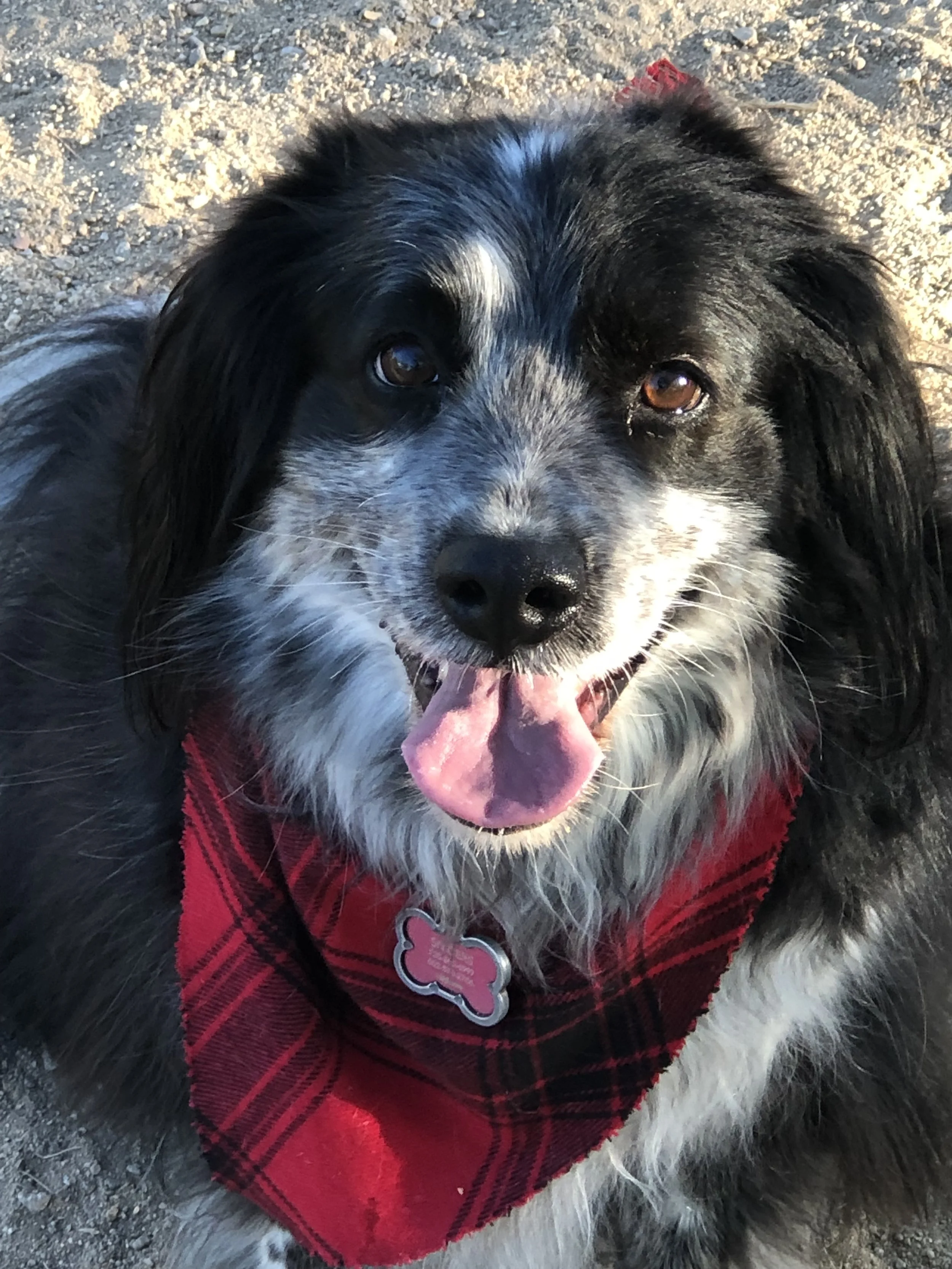 Photo of a dog. Animal communicator, pet energy healing