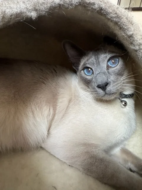 Amala Rose, animal communicator, energy healing for pets, shares photo of Oliver the cat, who benefited from sessions