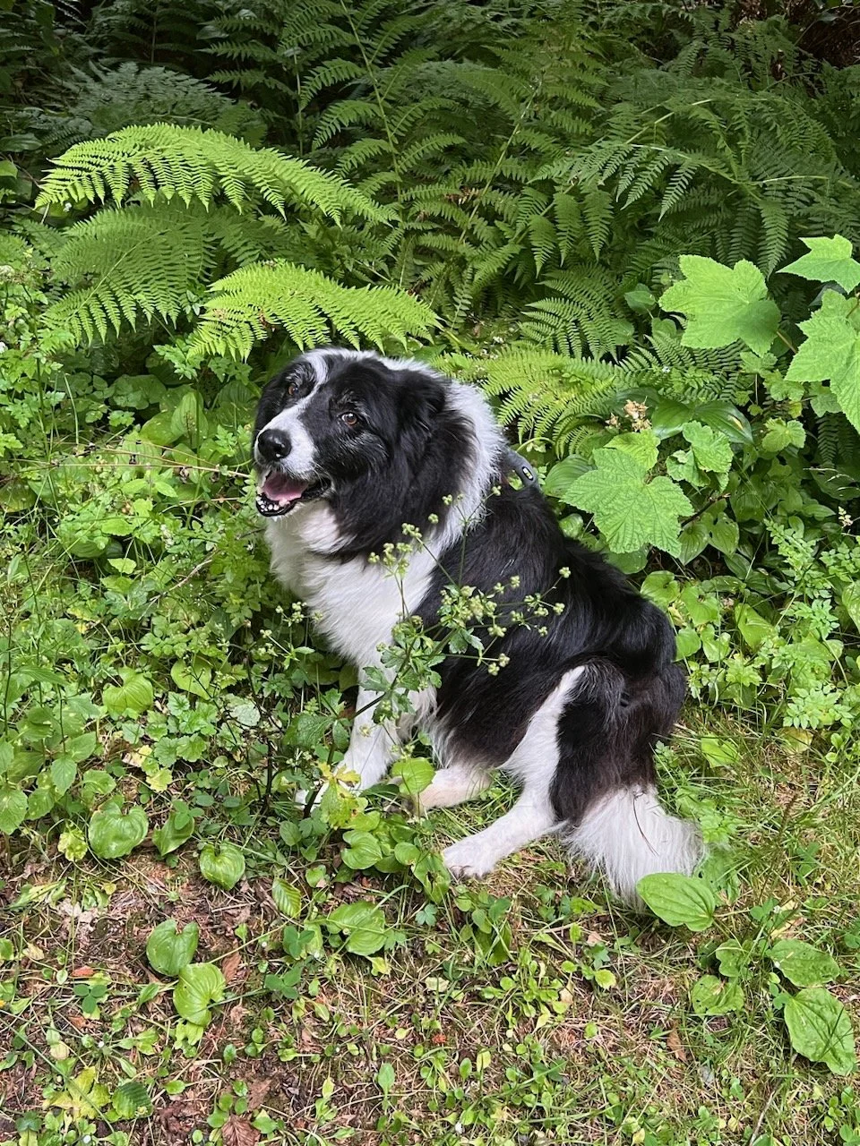 Photo of a dog. Animal communicator, pet energy healing