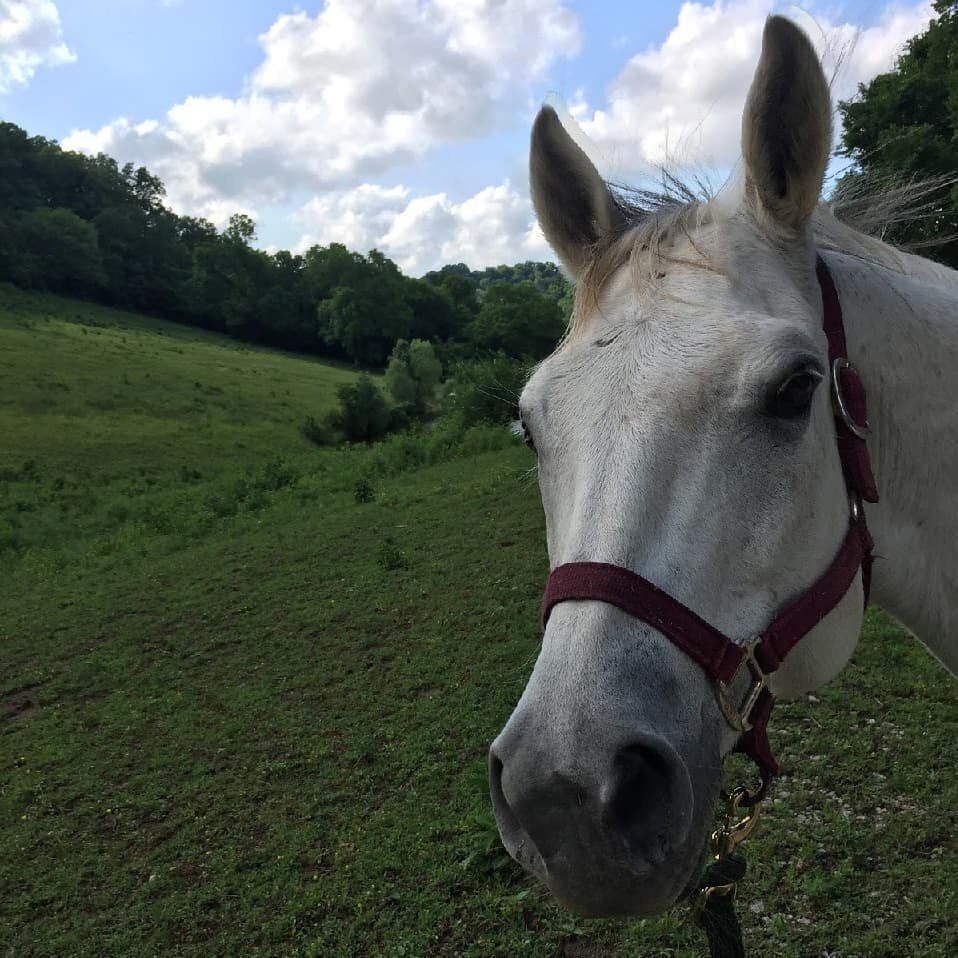 My intuition when it&rsquo;s been nudging (yelling at) me, but I&rsquo;m not hearing it. 😂.
.
.
.
#animals #lifestyle #teacherlife #lovelife #loveanimals #setlife #cuteanimals #nature #naturelovers #animalslover #naturelove #lifelessons #naturephoto