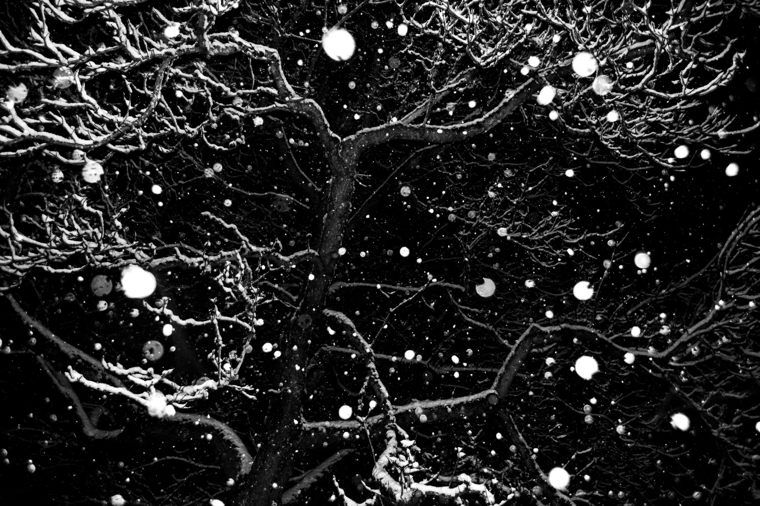 51475598465_2442b9e0e7_o 5.JPG