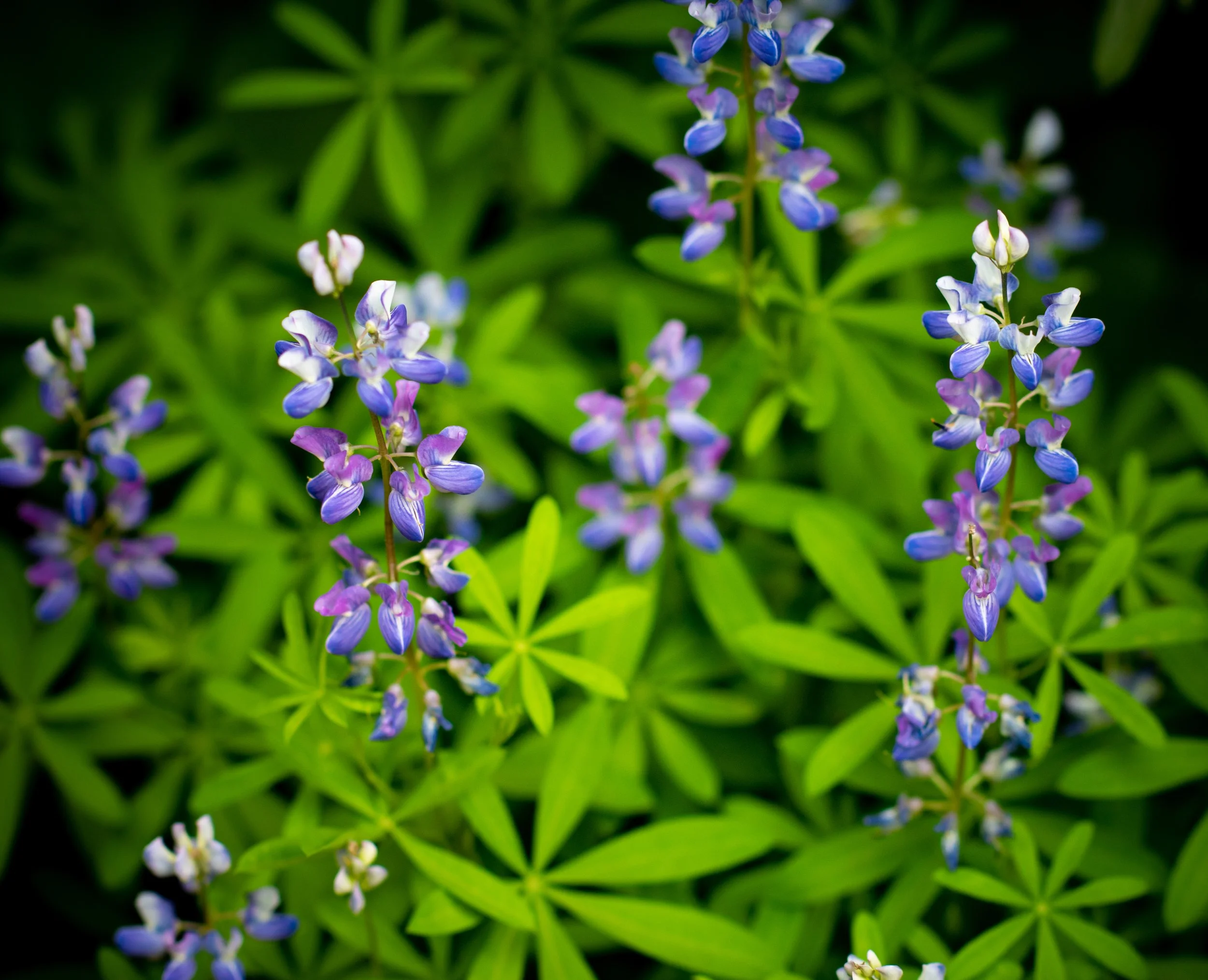 50175660412_2841eff66f_o 2.JPG