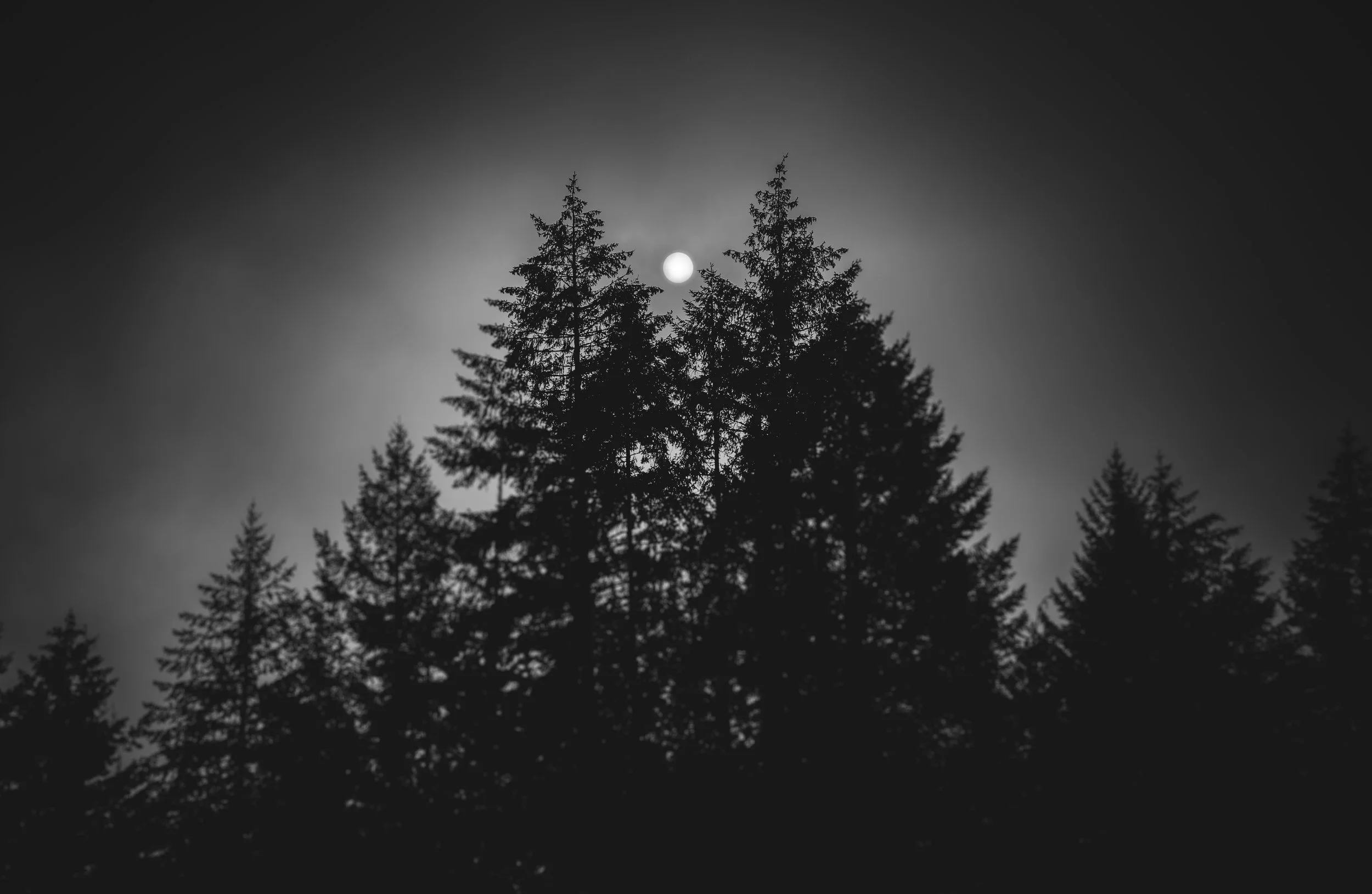 50669304947_a855fc6d4f_o 3.JPG