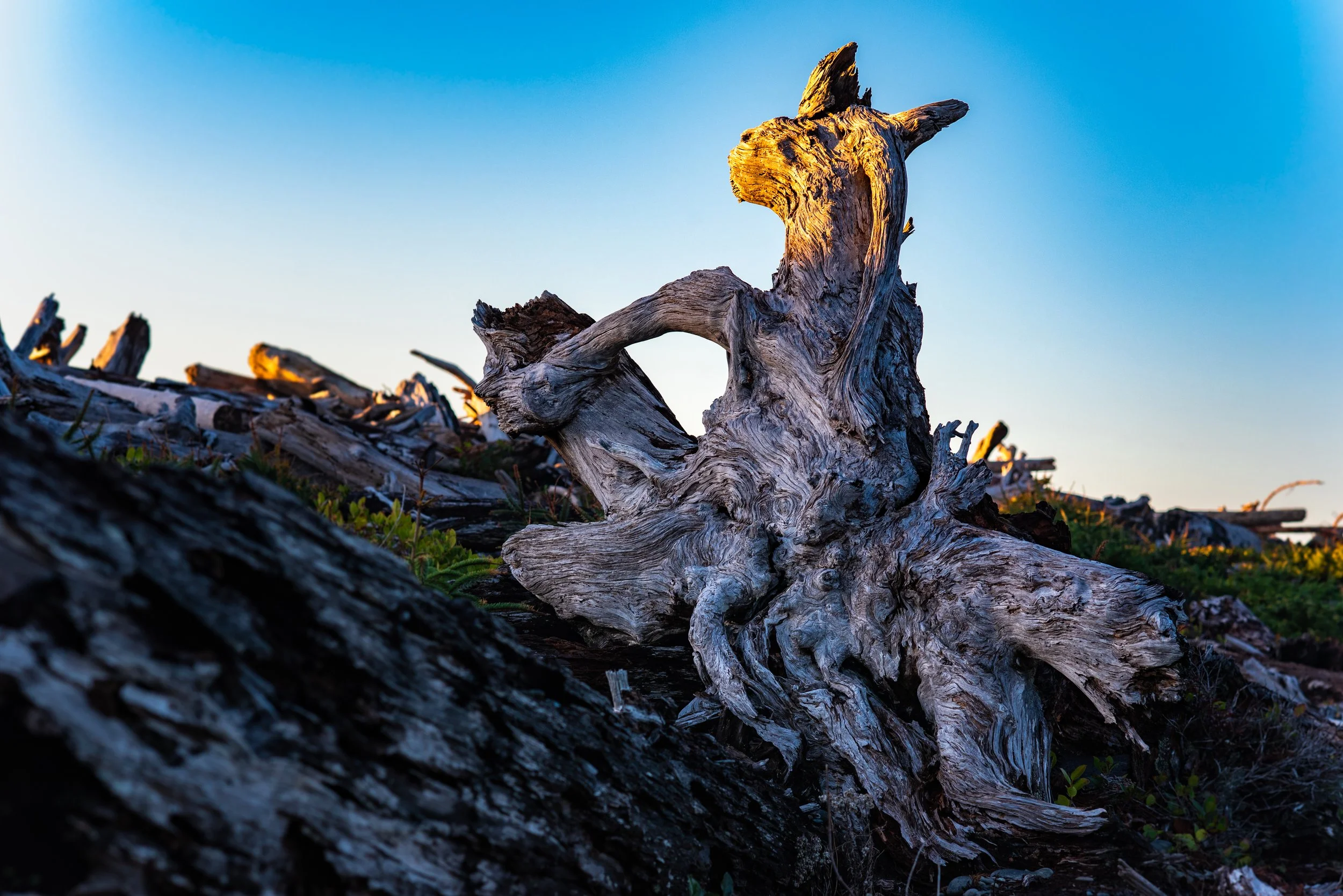 50903154673_c51da5d47f_o 2.JPG