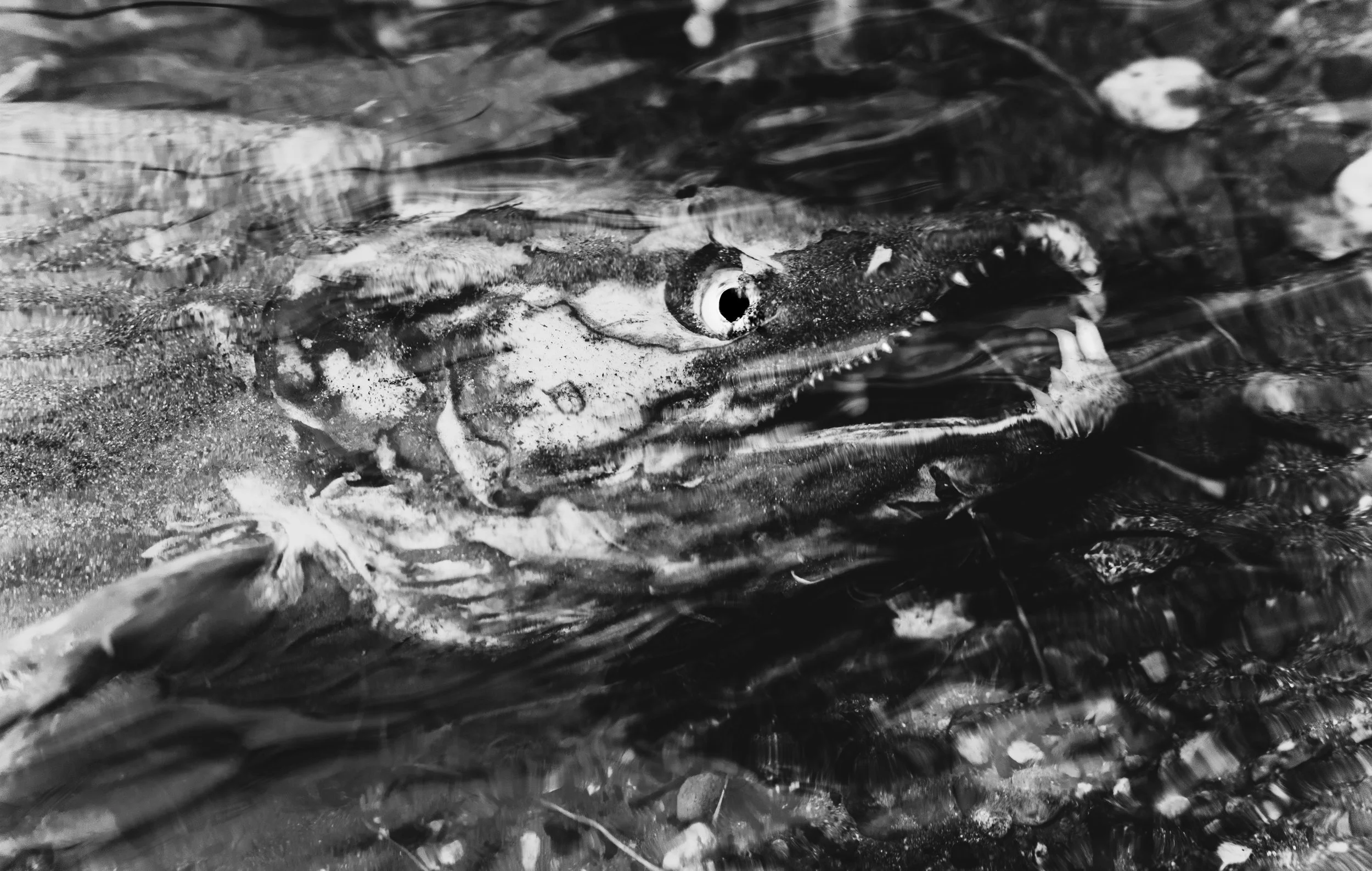 50641986648_5087a3d66e_o 2.JPG