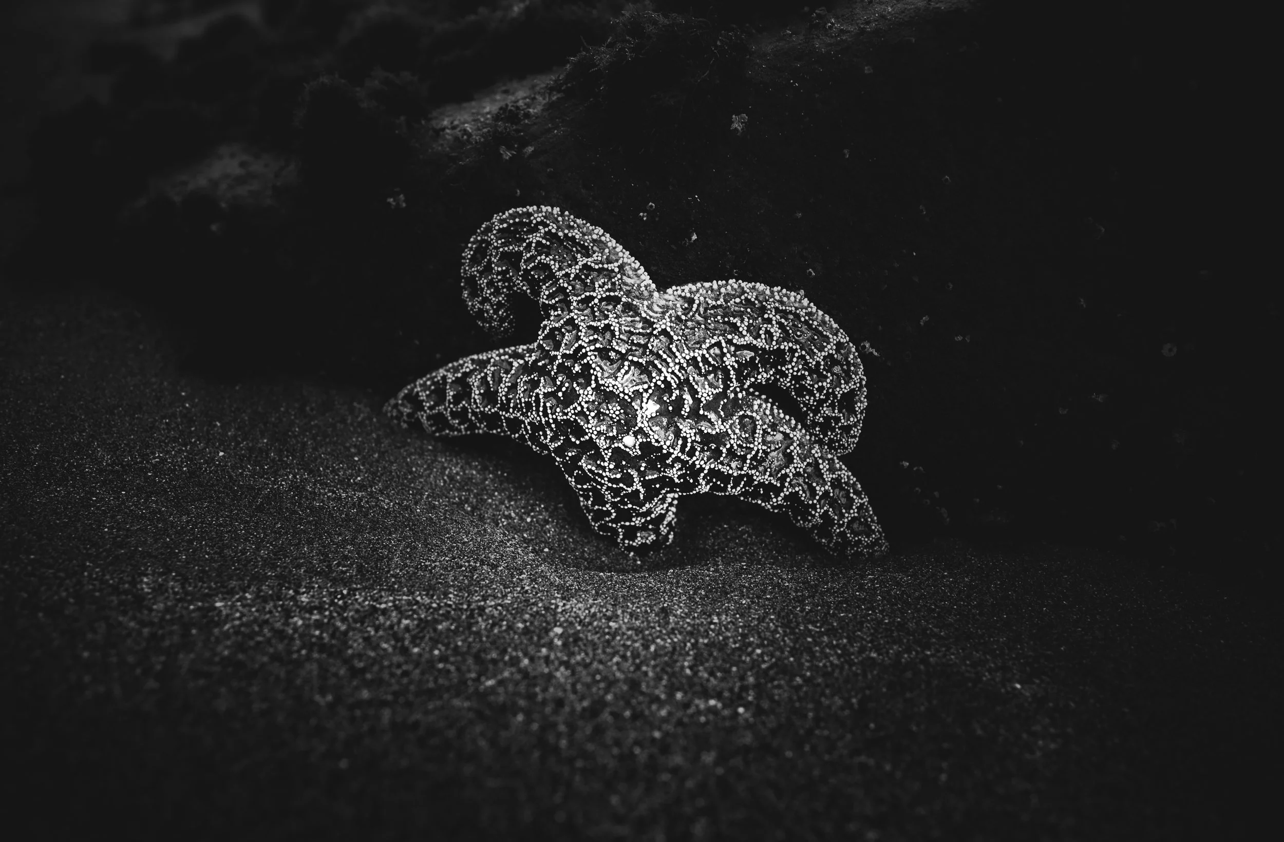 51919996614_222c290182_o 2.JPG