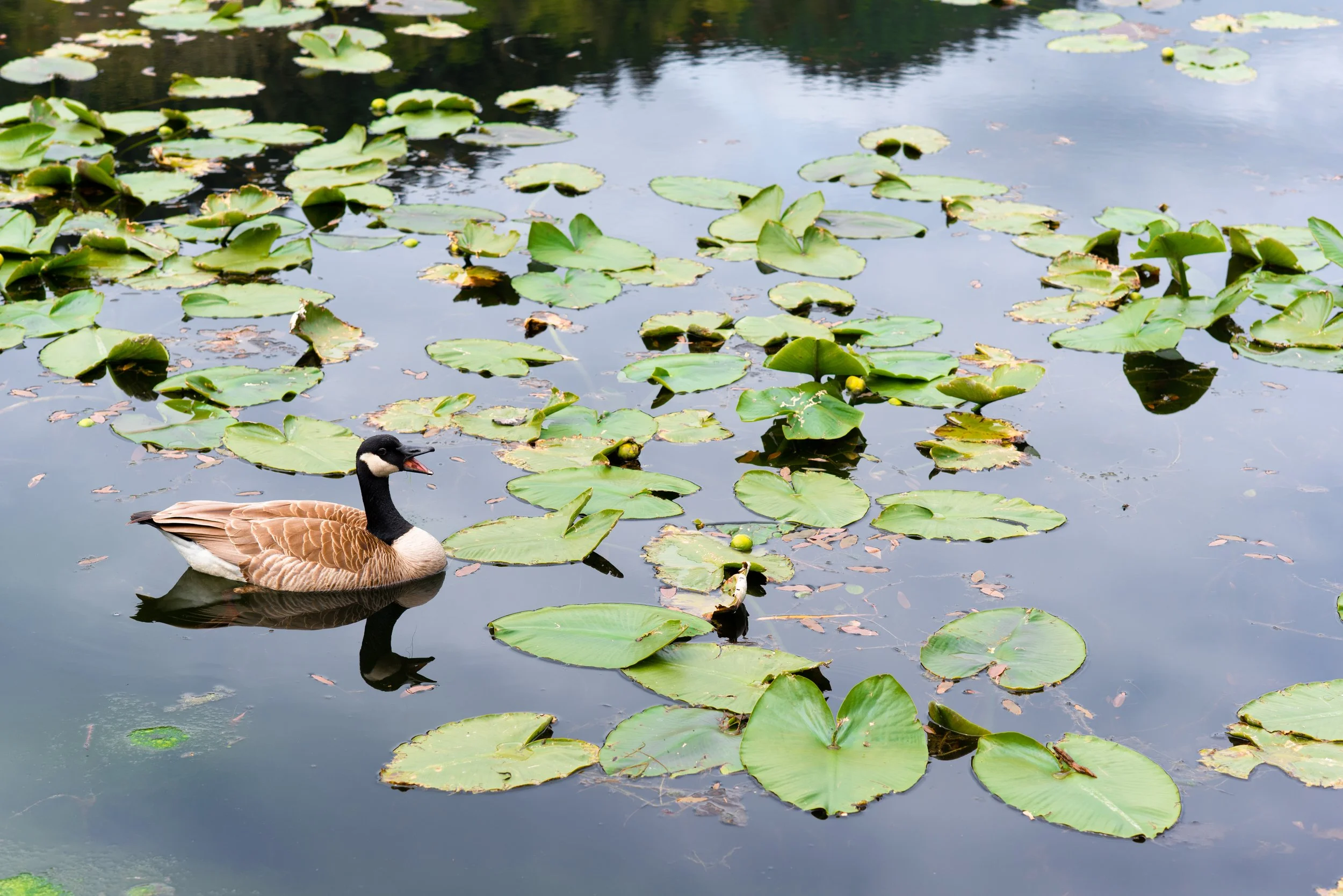 49868985982_3e4dcf9c59_o 2.JPG