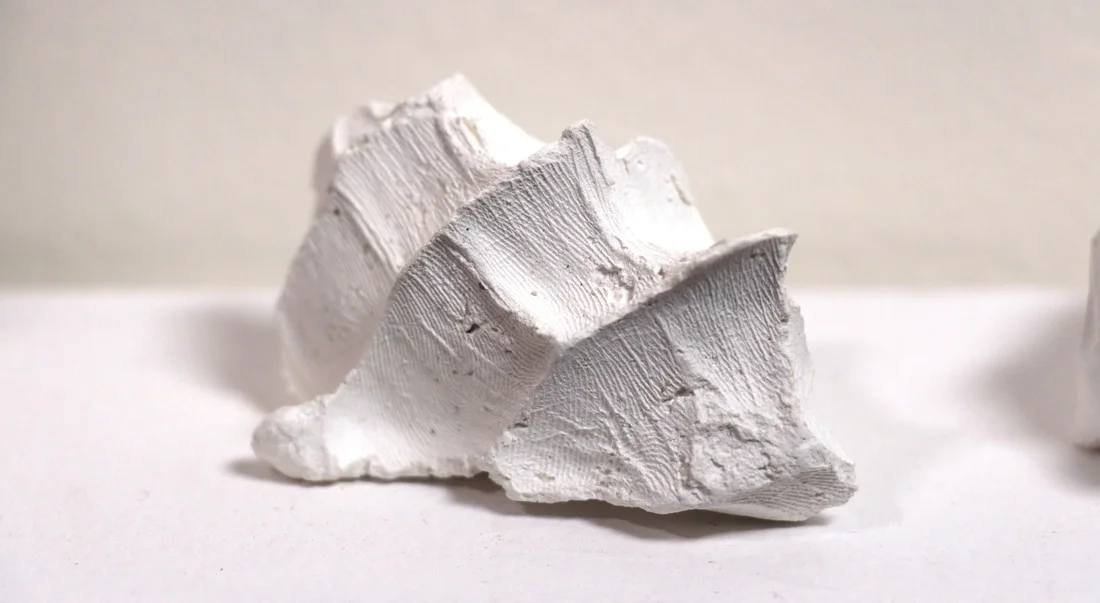fossils (detail)