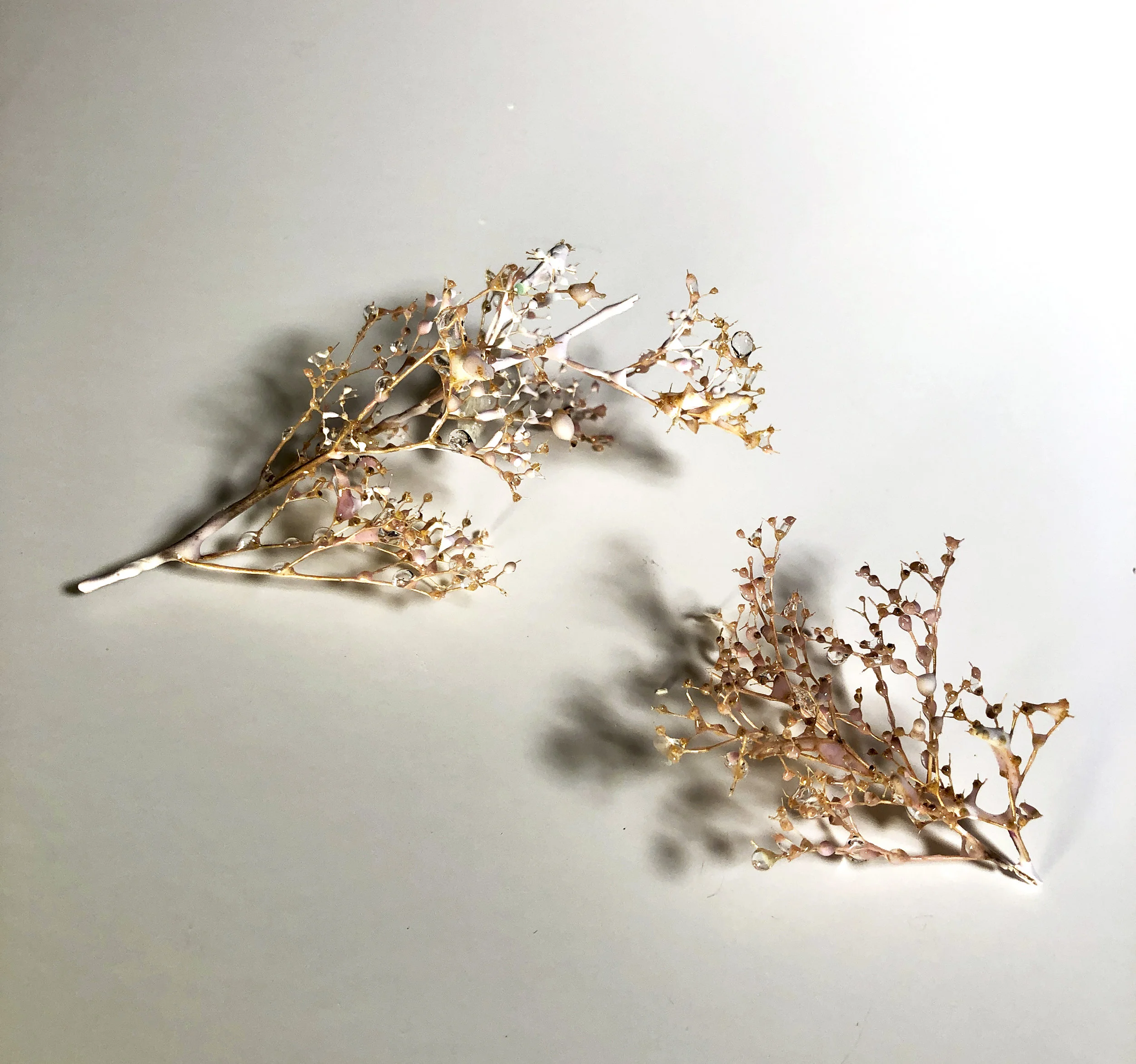 wild seeds