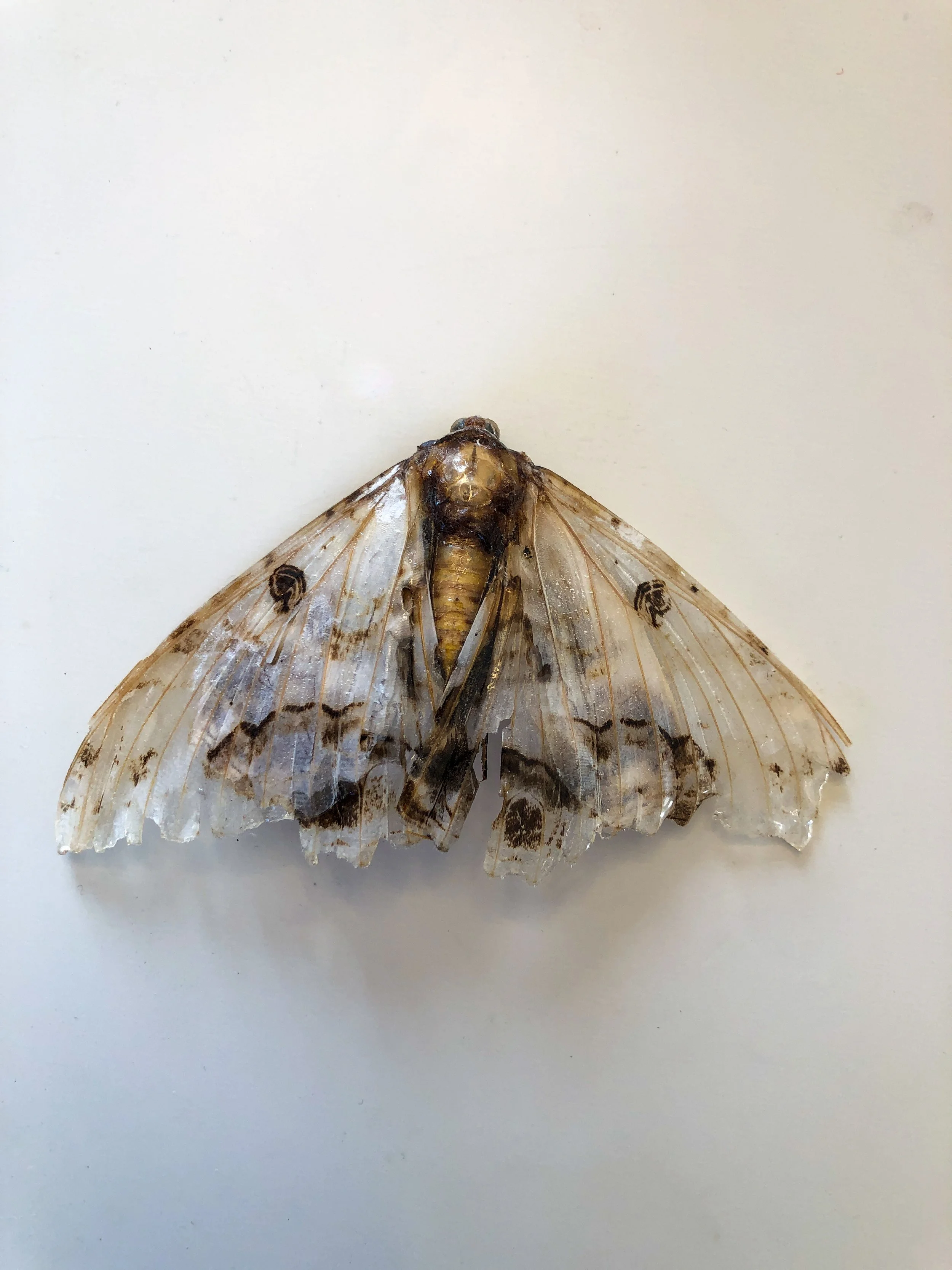  Earth Body Index II (Detail) 