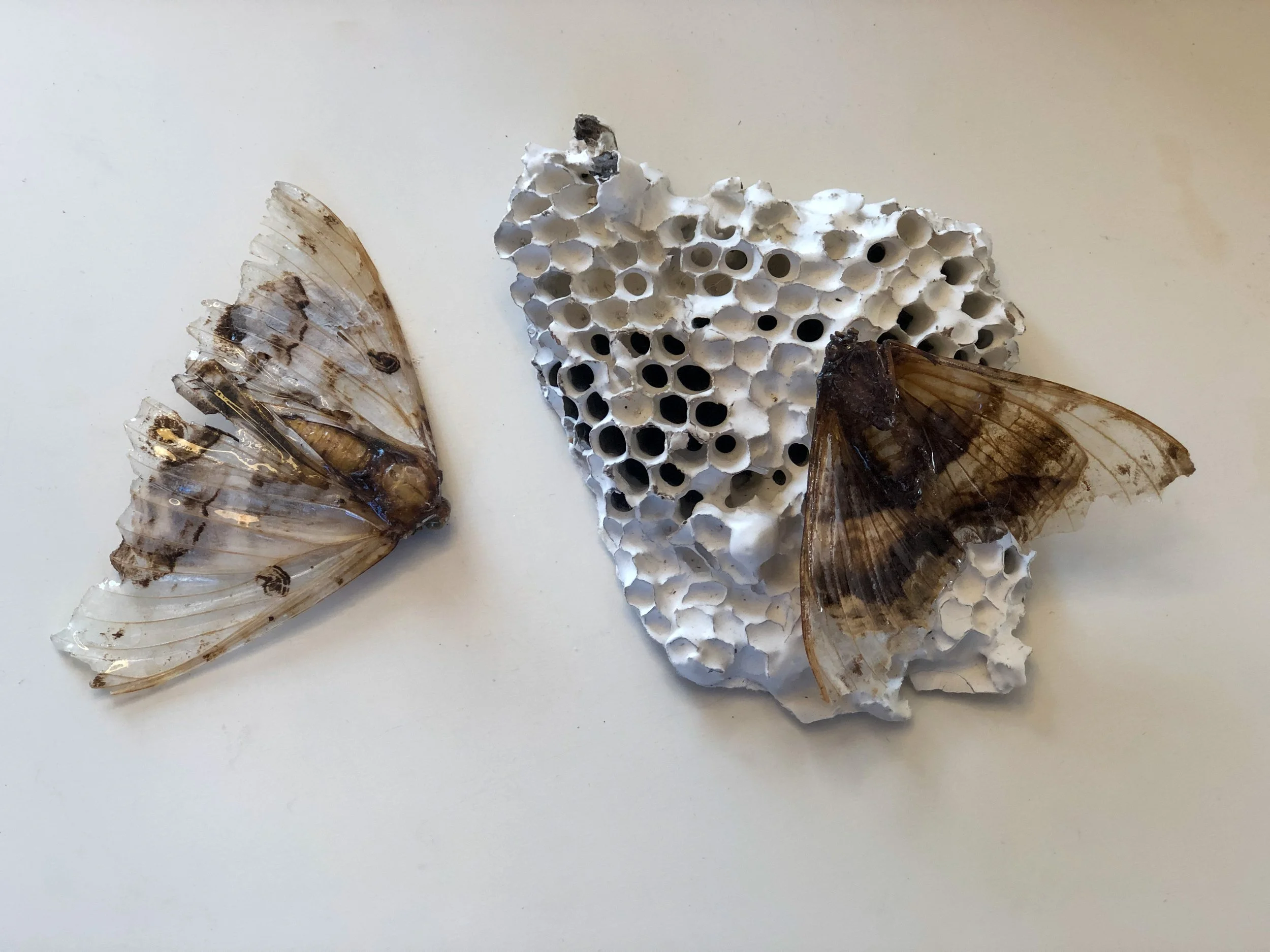  Earth Body Index II Found moths, resin, plaster, found wasp nest 2021 