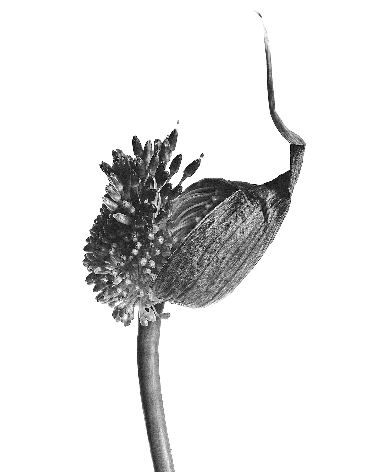 Flower_Personal_24944_sm 1_.jpg