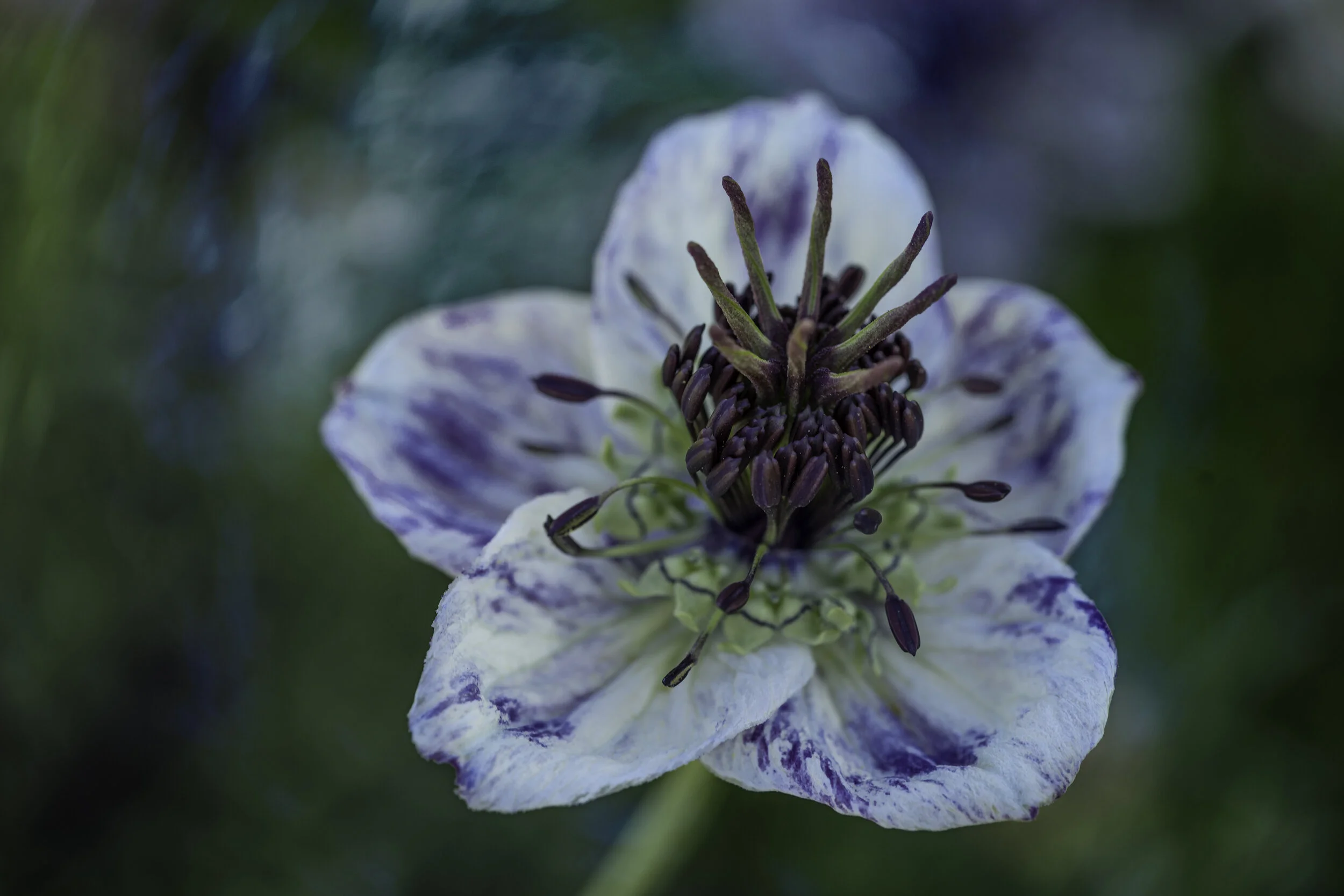 DSC08727-Edit.jpg