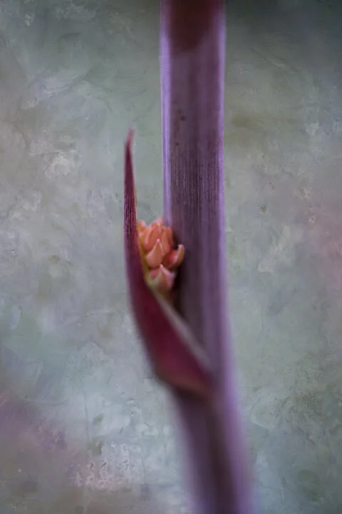 DSC04528-Edit.jpg
