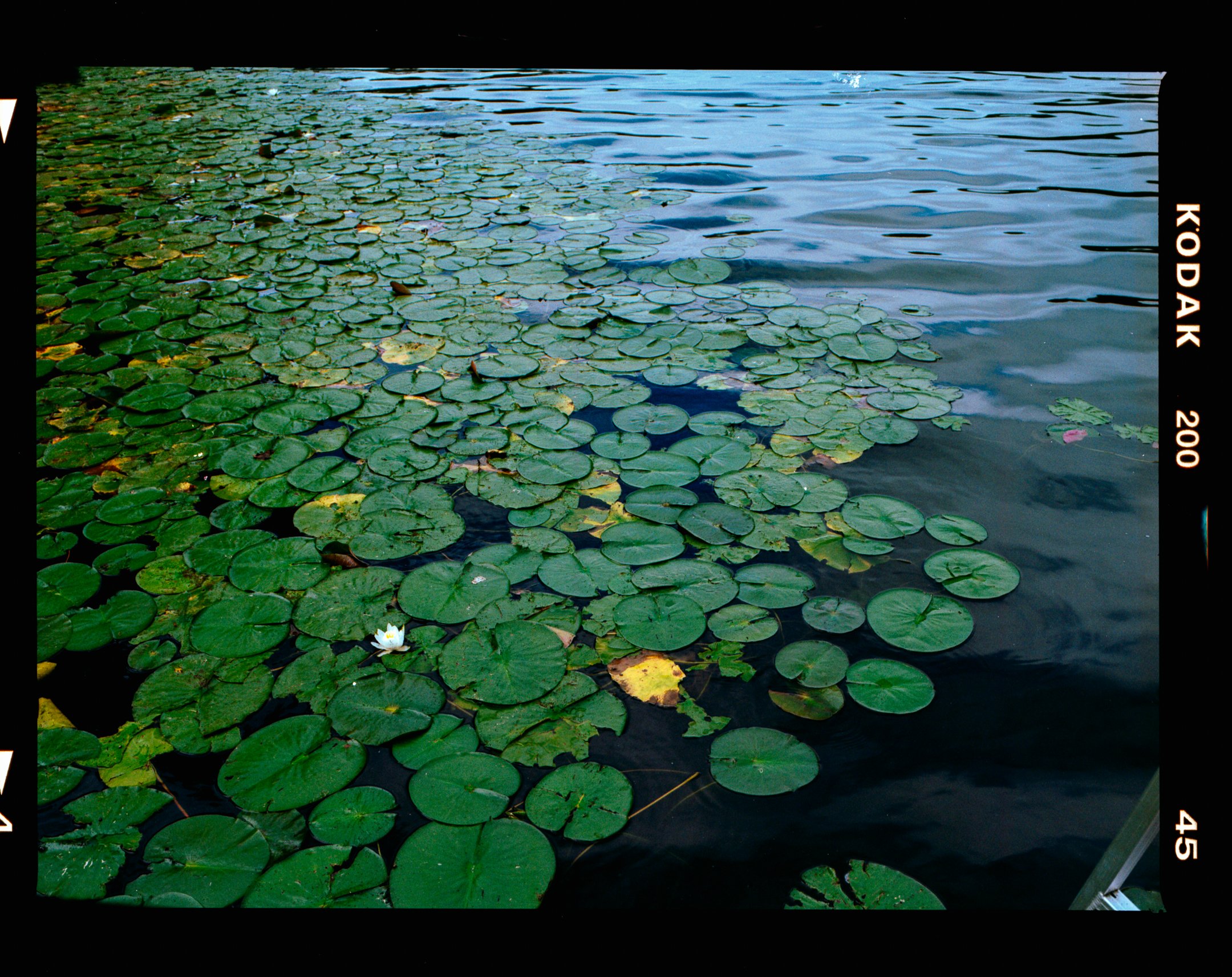 lily pads | mamiya 645, kodak 200