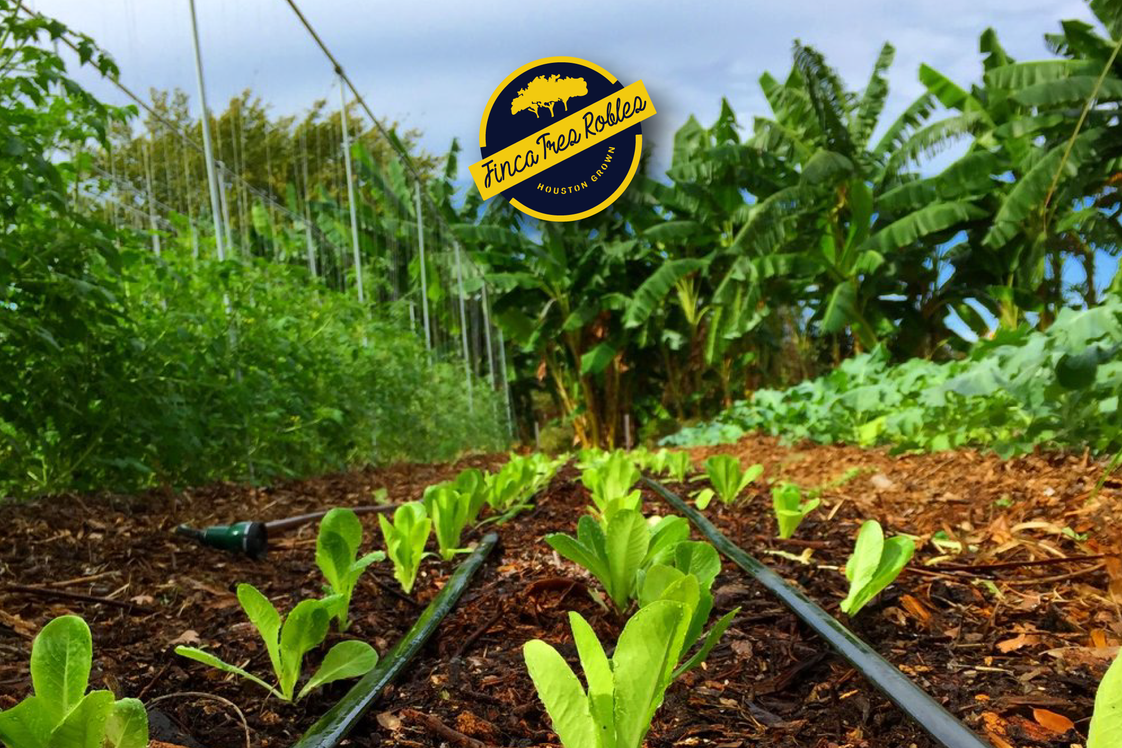 Small Places Houston Urban Farming