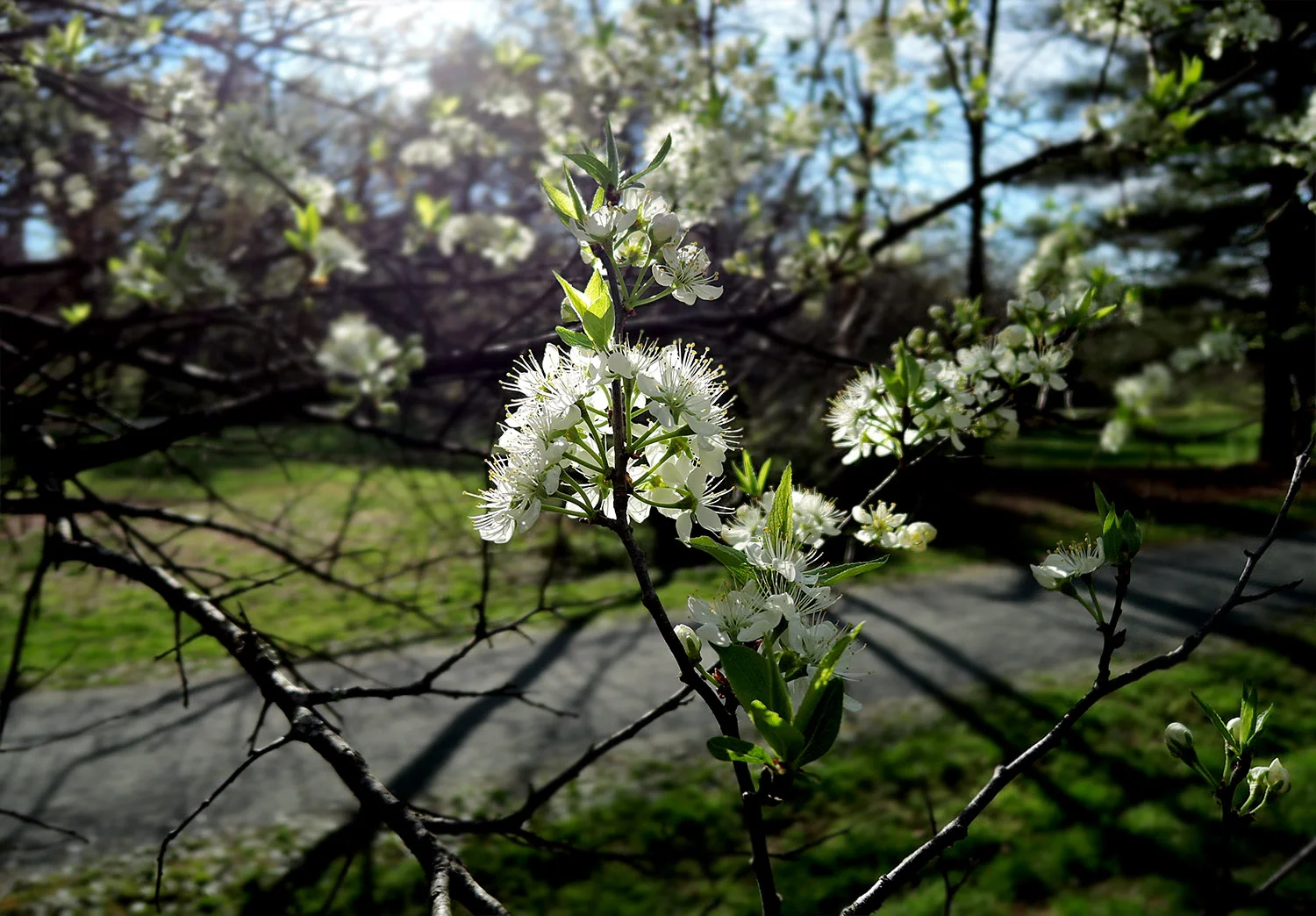 DSCN6659 a.jpg