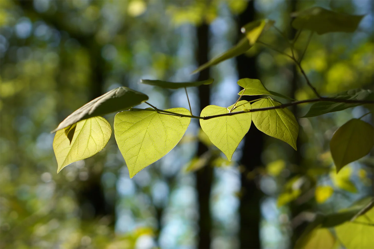 _DSC1664a sqsp a.jpg