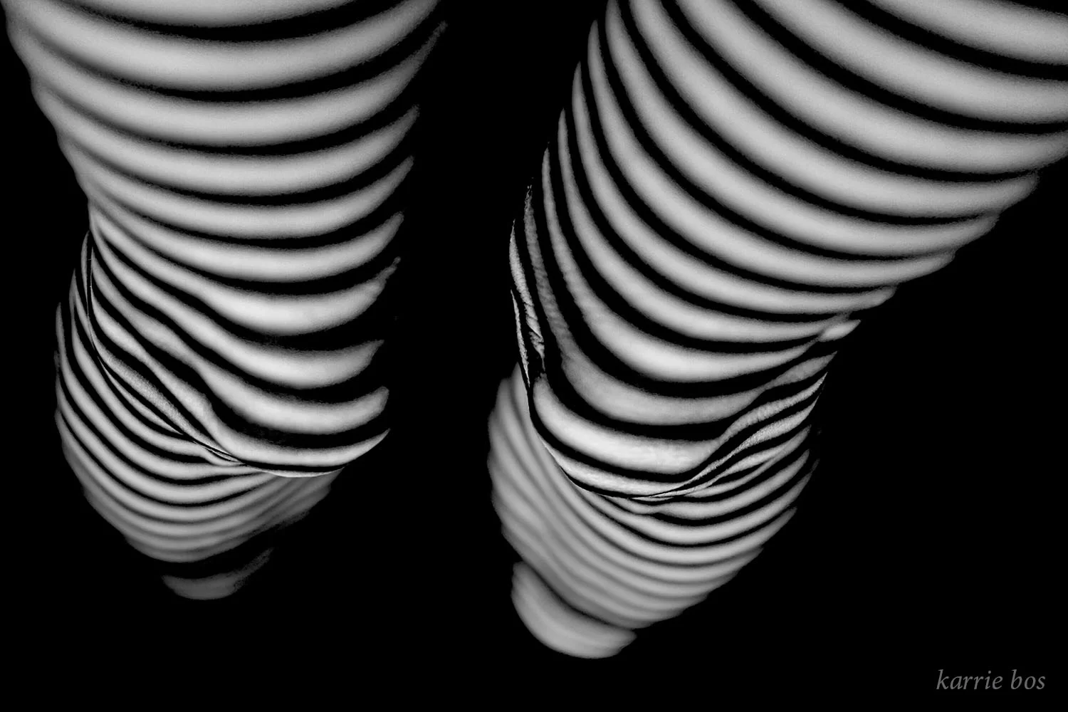 _DSC1647 earning my zebra stripes main image.jpg