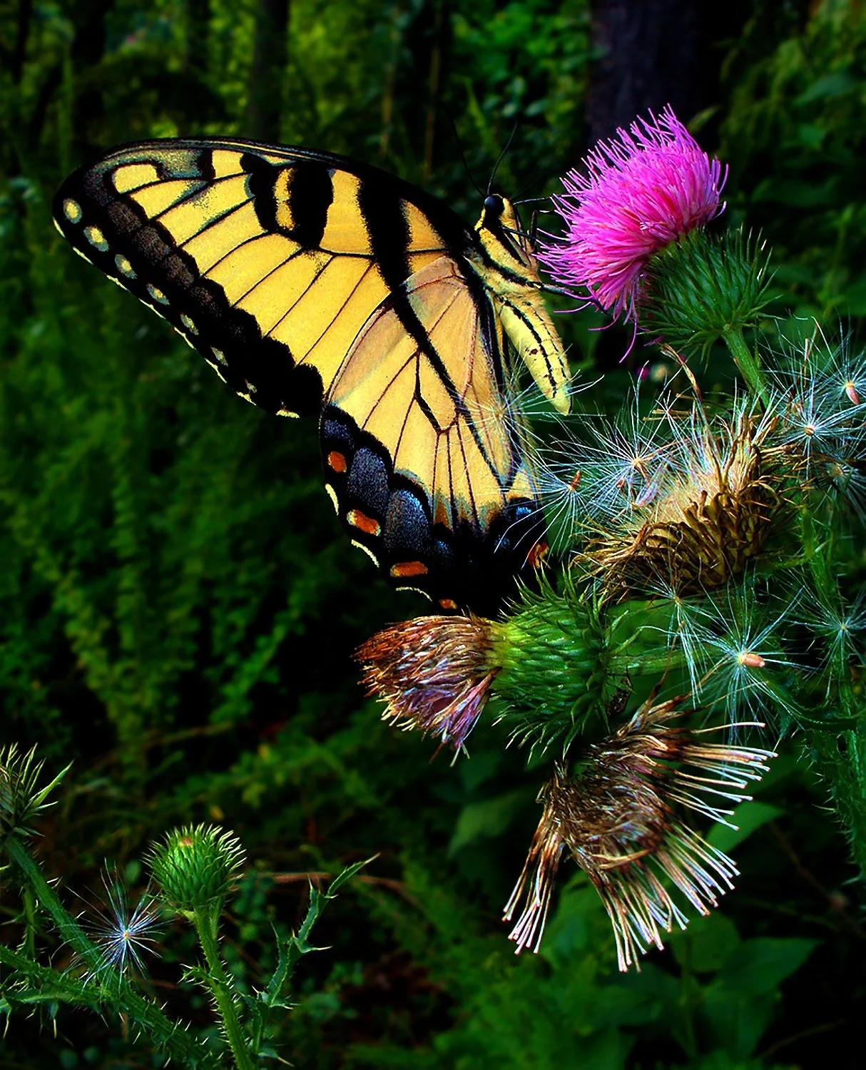7+P7220249+%283%29+Butterfly+sqsp+sharper+lighter+in+shad.jpg