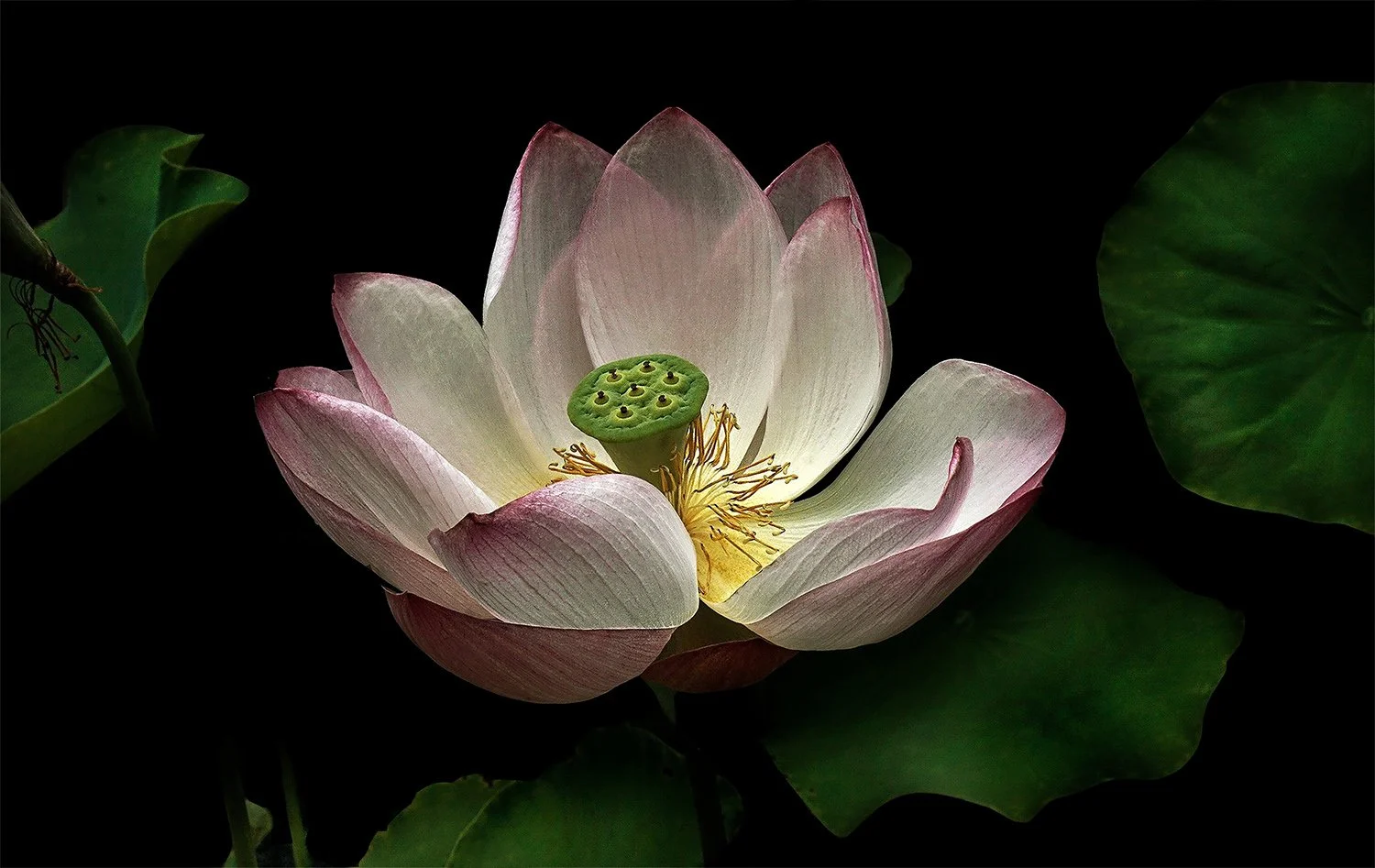 Lotus in the Light