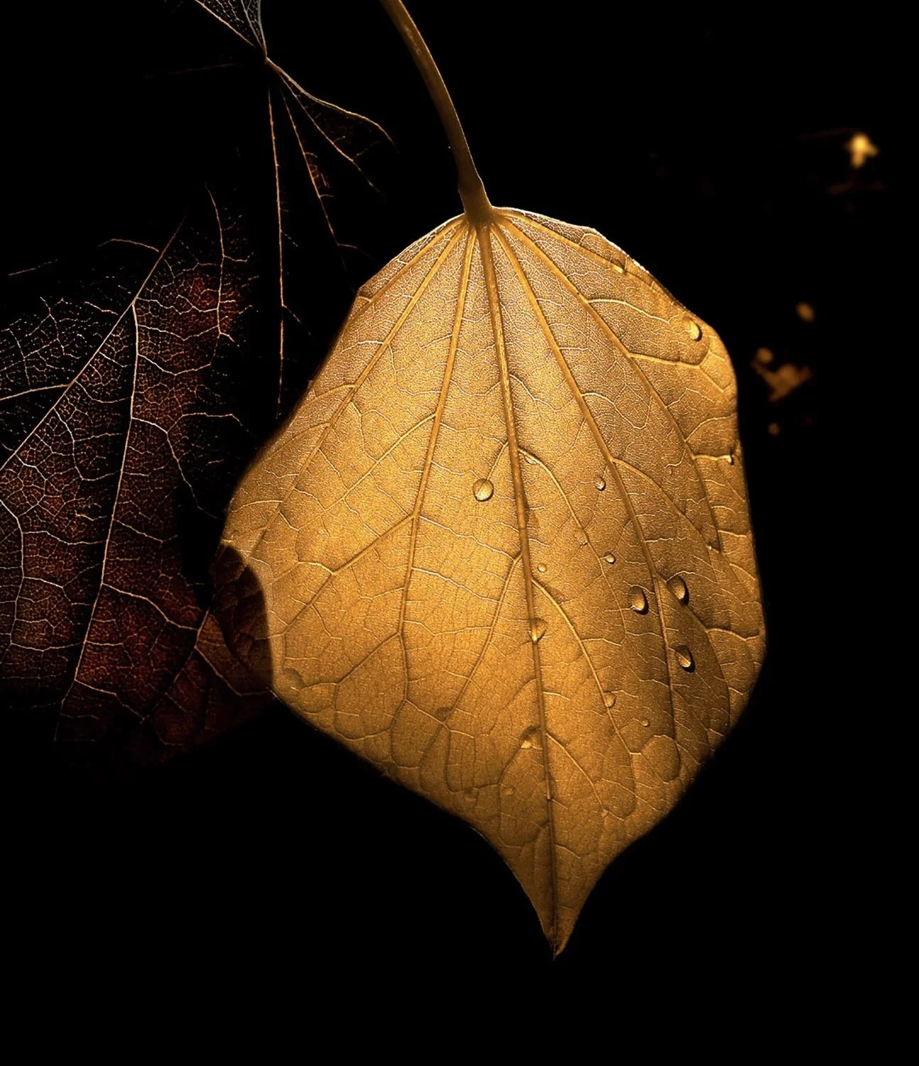 Golden Leaf