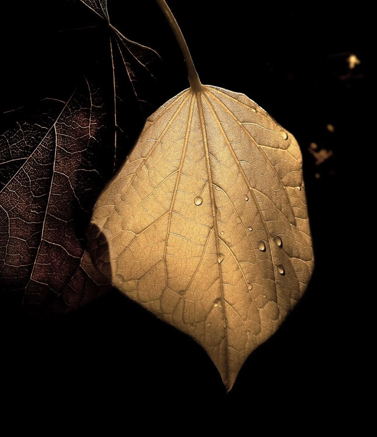 Golden Leaf
