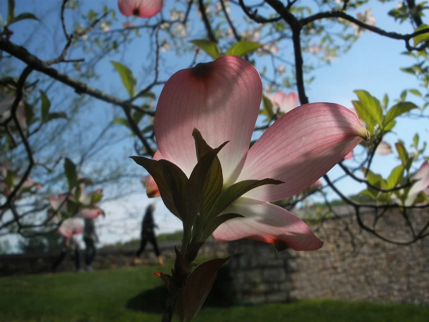 P4210057 sqsp aa it.jpg