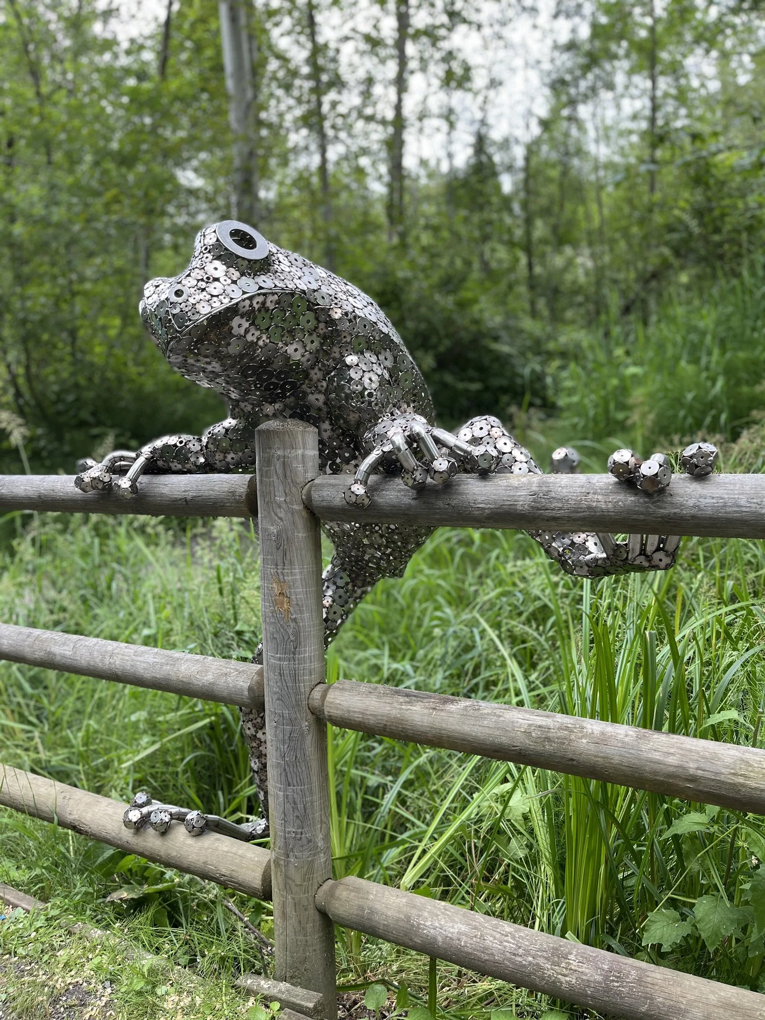frog-3.jpg
