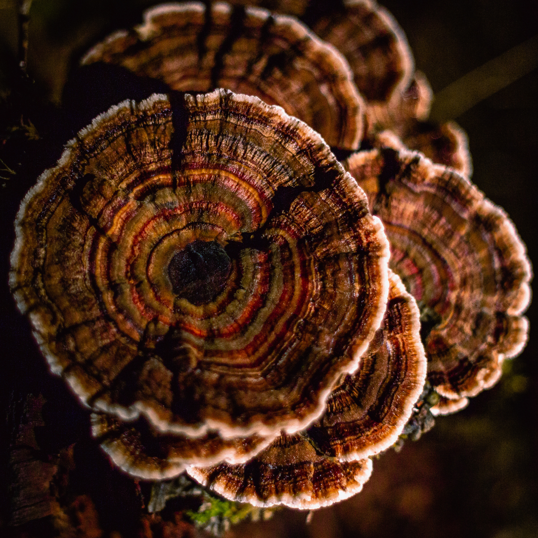 Copy of Copy of Copy of Copy of Copy of Copy of Untitled Design-7.png