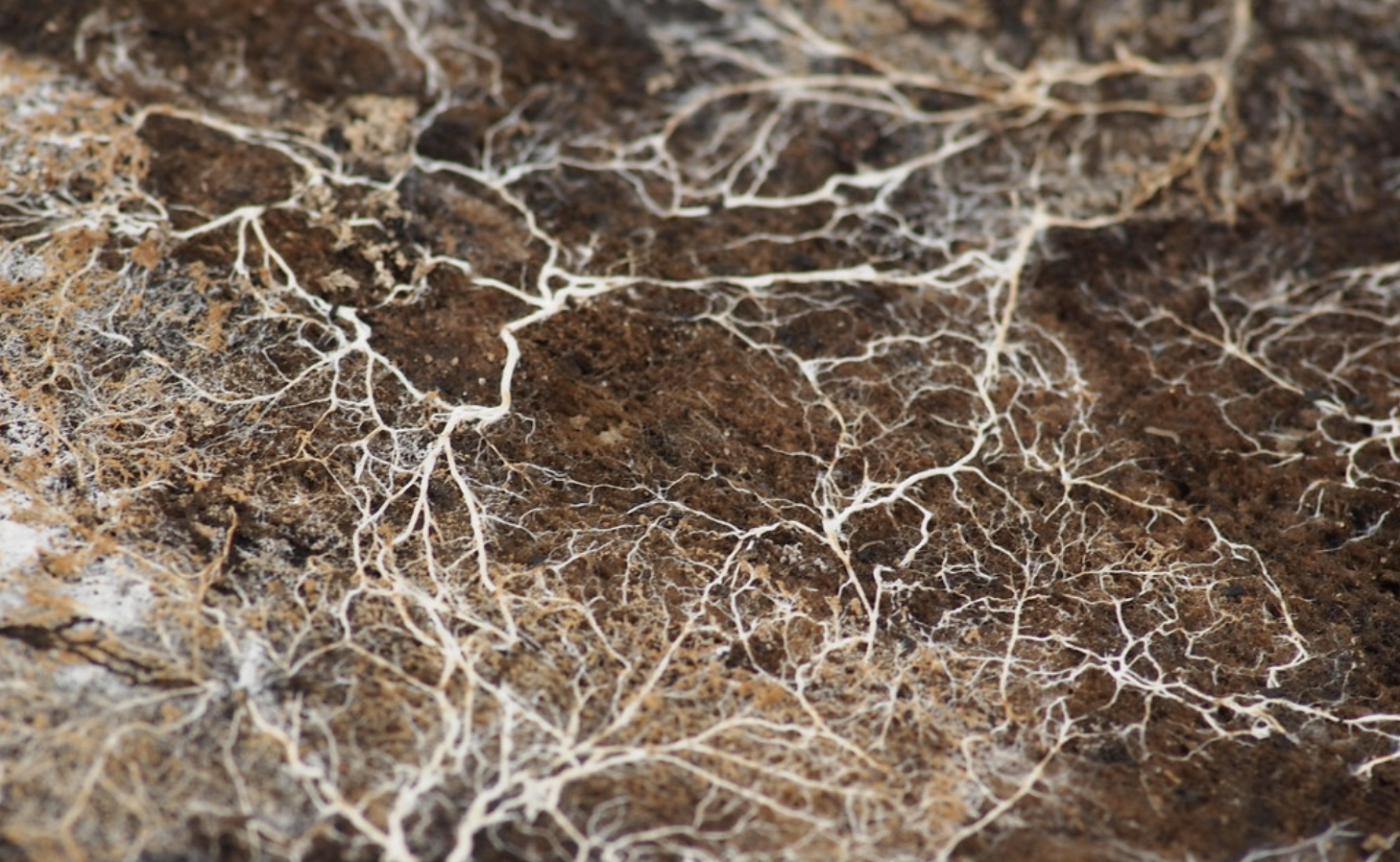 Screenshot 2025-12-07 at 4.12.38 PM.png