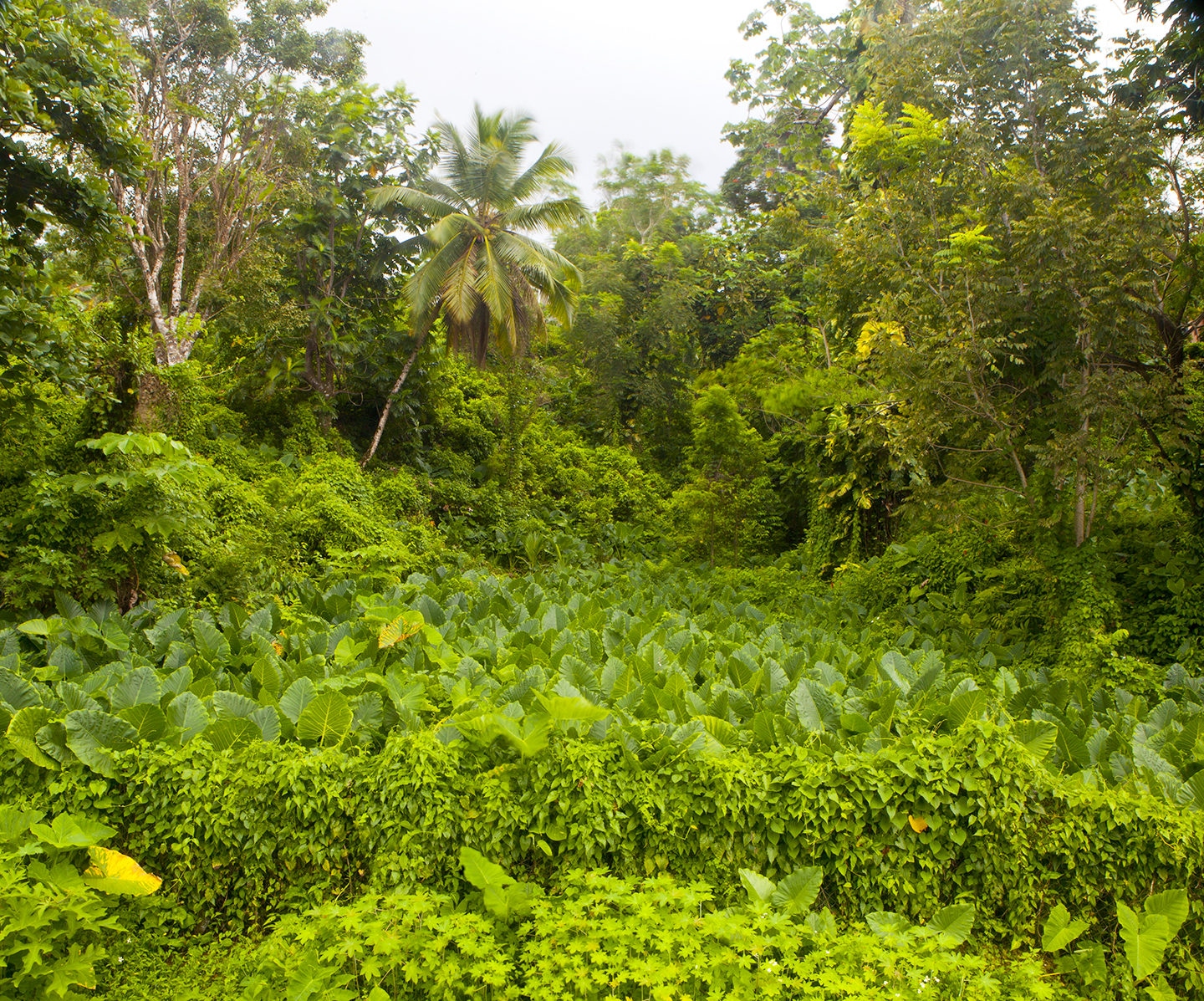 diephuis-jamaica-jungle.jpg