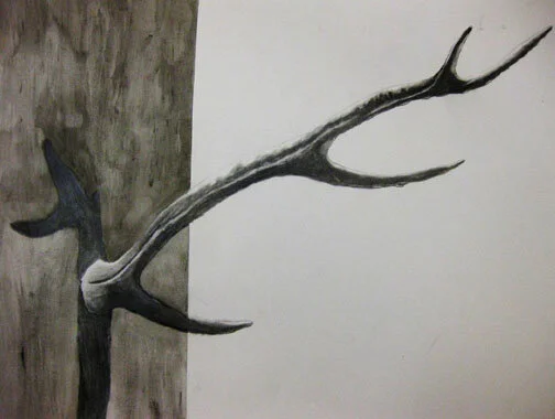 Antler, Ink and Charcoal 24"X18" 2013