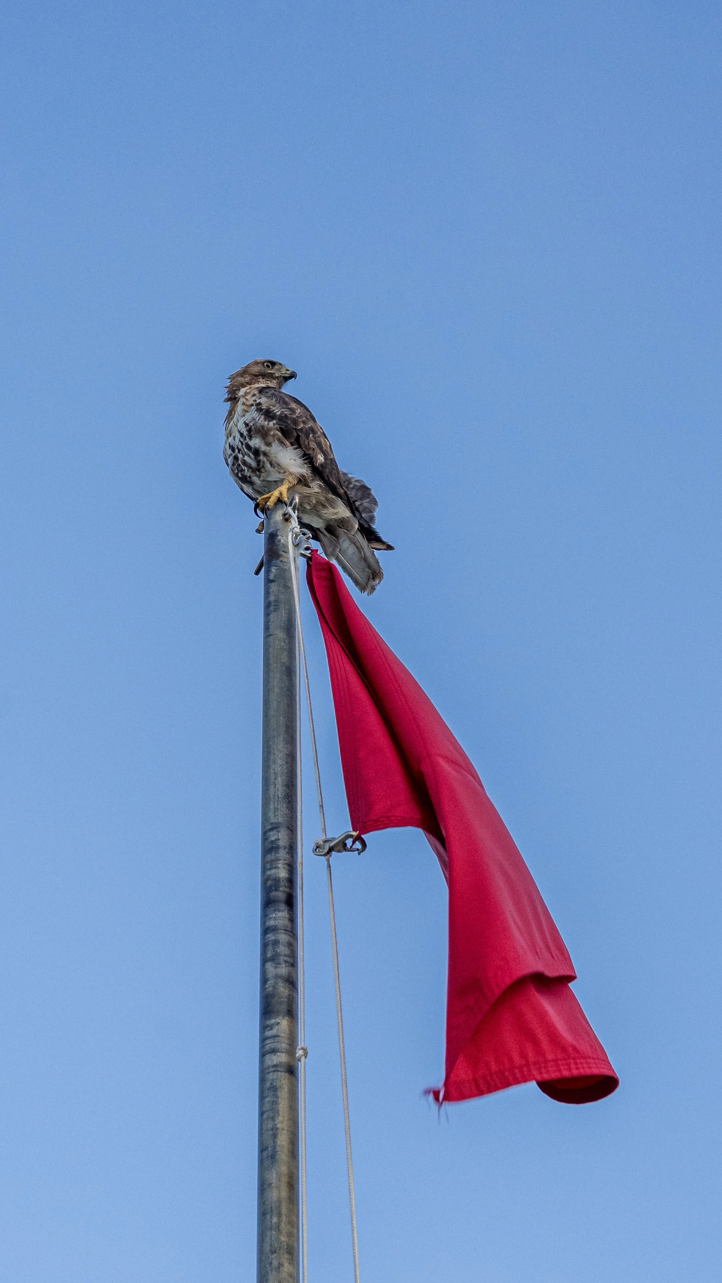 DSC_7369.jpg