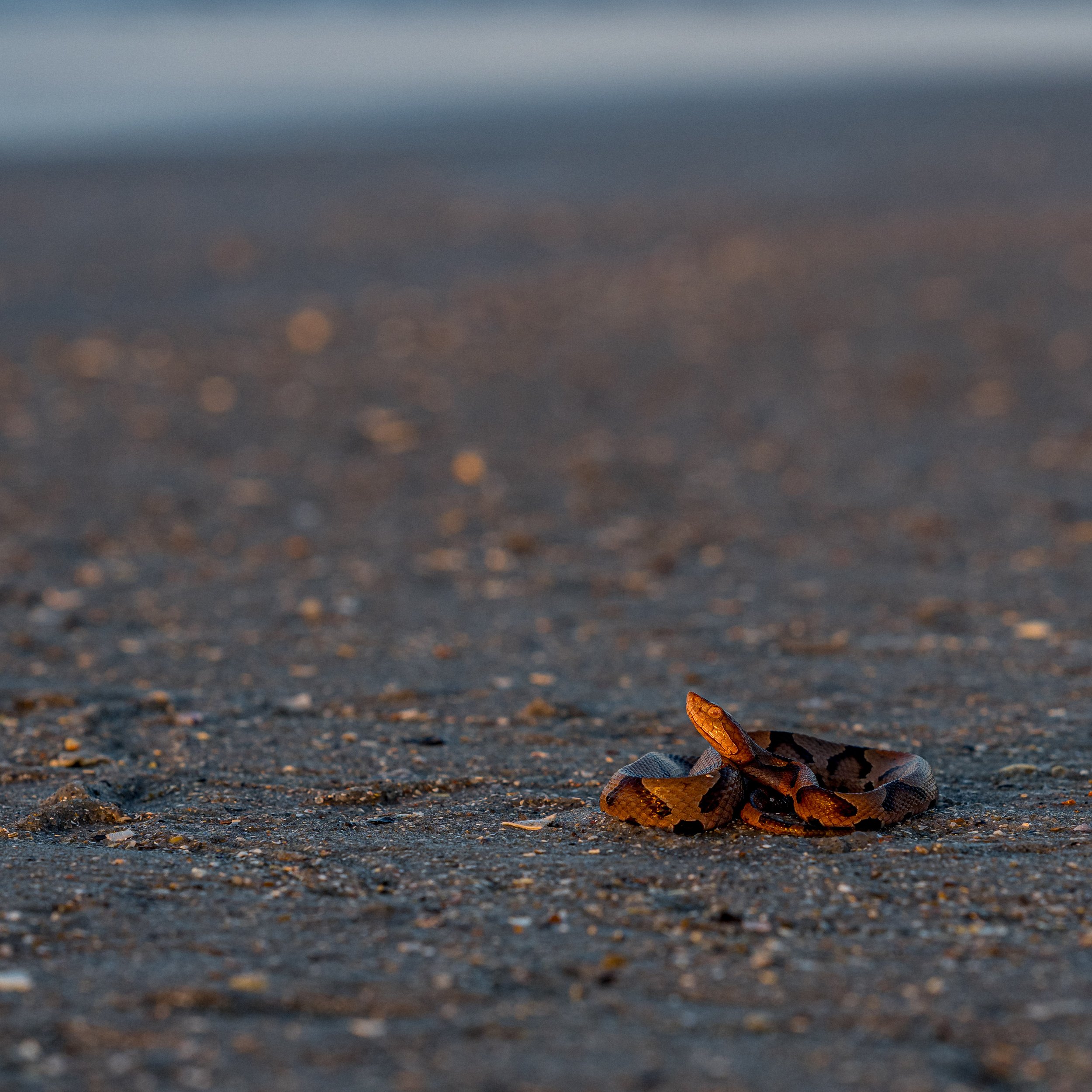DSC_7587.jpg