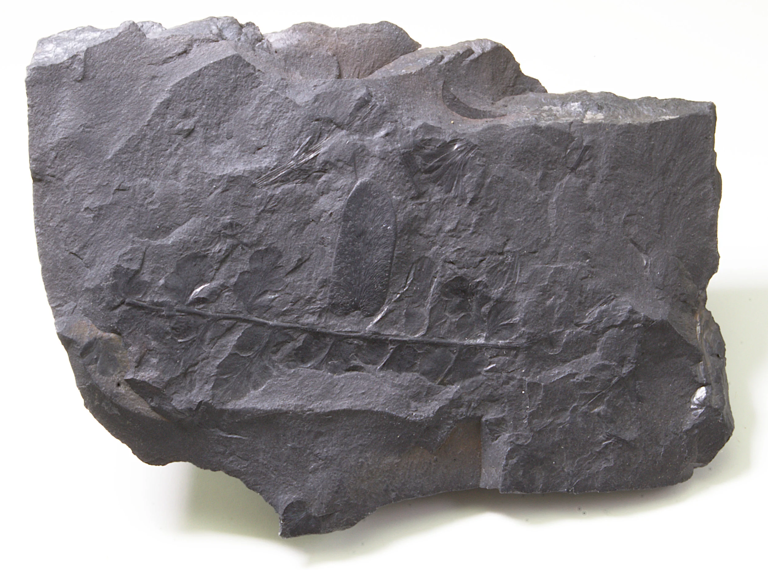 Seed Fern Plate This specimen contains the leaf and stem impressions of at least two different species of carboniferous seed ferns.