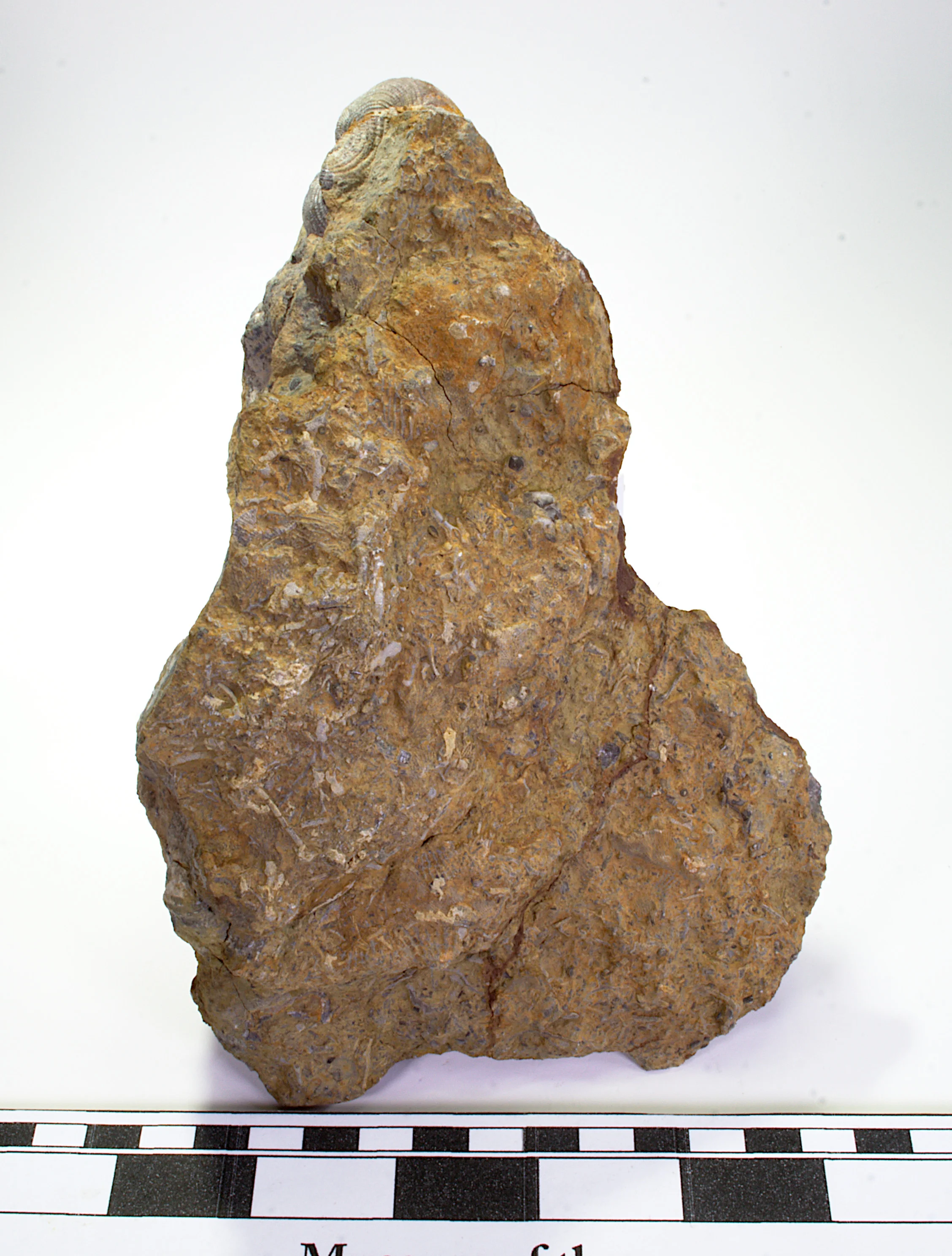 Hashplate This specimen contains many species, most notably a few well-preserved brachiopods at its narrow end as well as a few of the spines that would have been attached to their shells in life.
