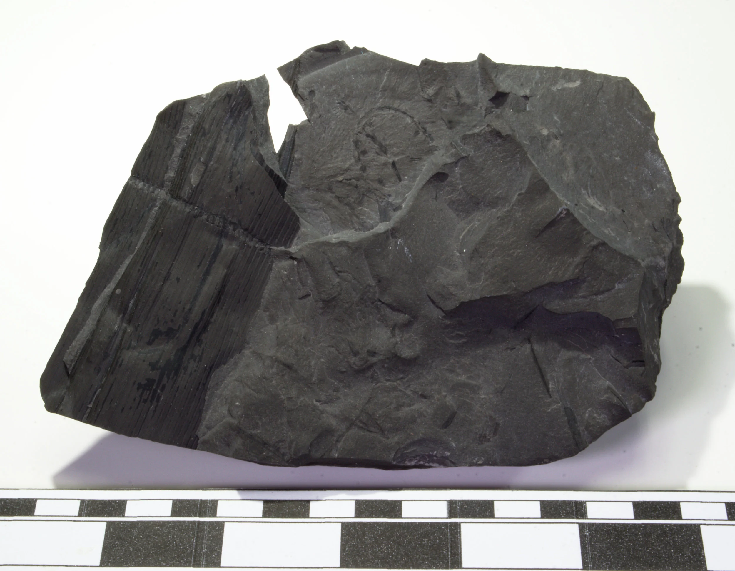 Calamites Stems Preserved here are several small stem segments of the giant arborescent (tree-like) horsetail Calimites .