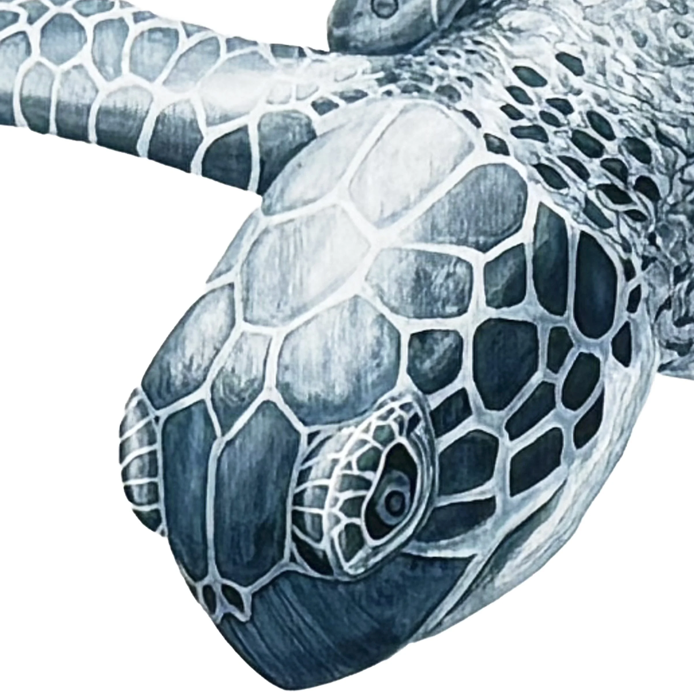 Turtle Oceanic head detail.jpg
