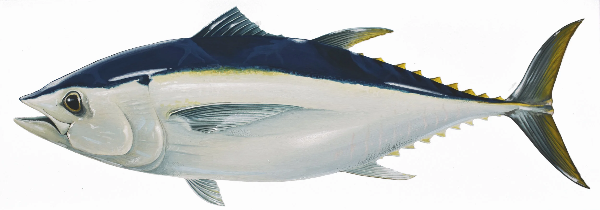 SBT Southern Bluefin Tuna.jpg