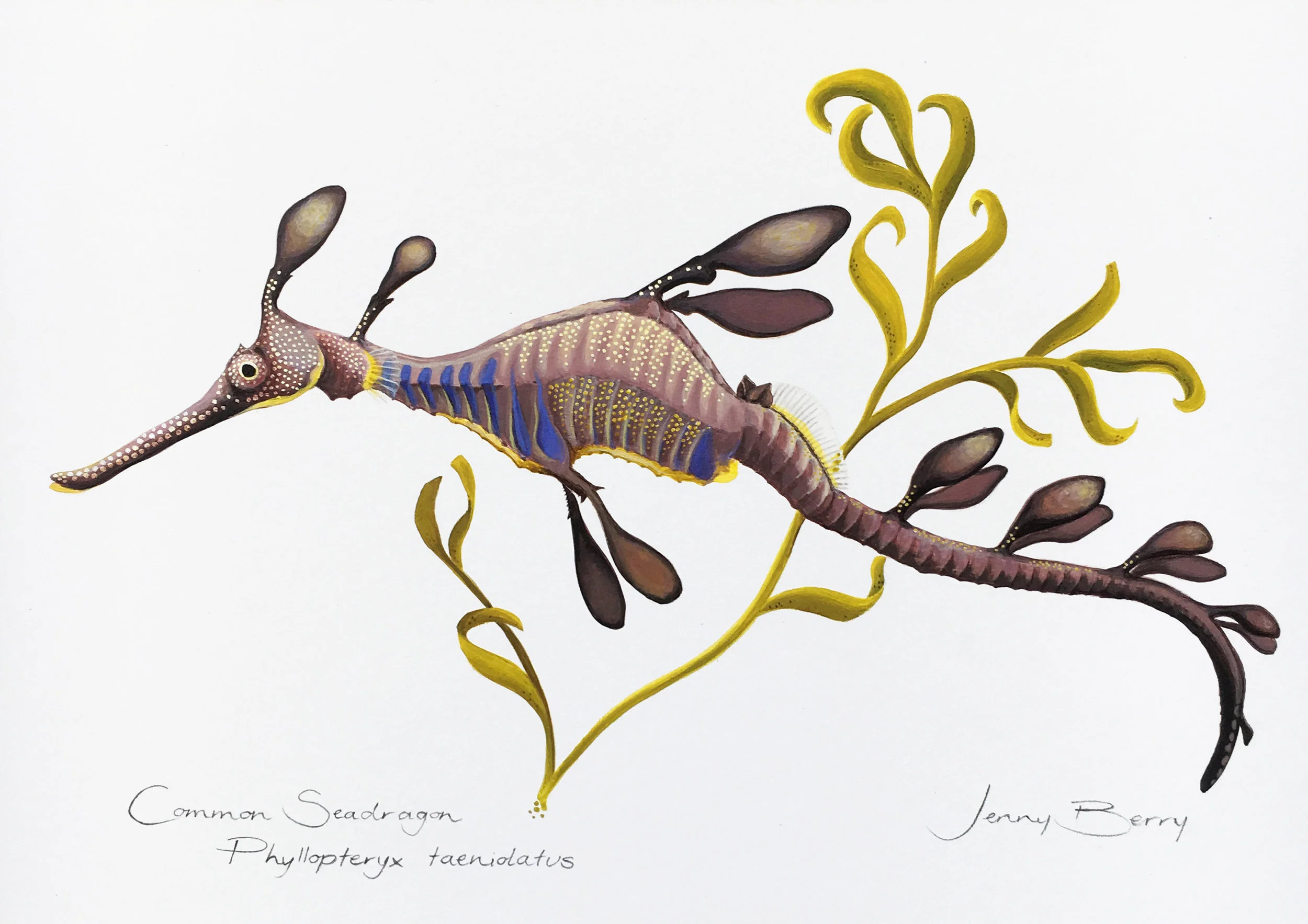 Common Seadragon final.jpg