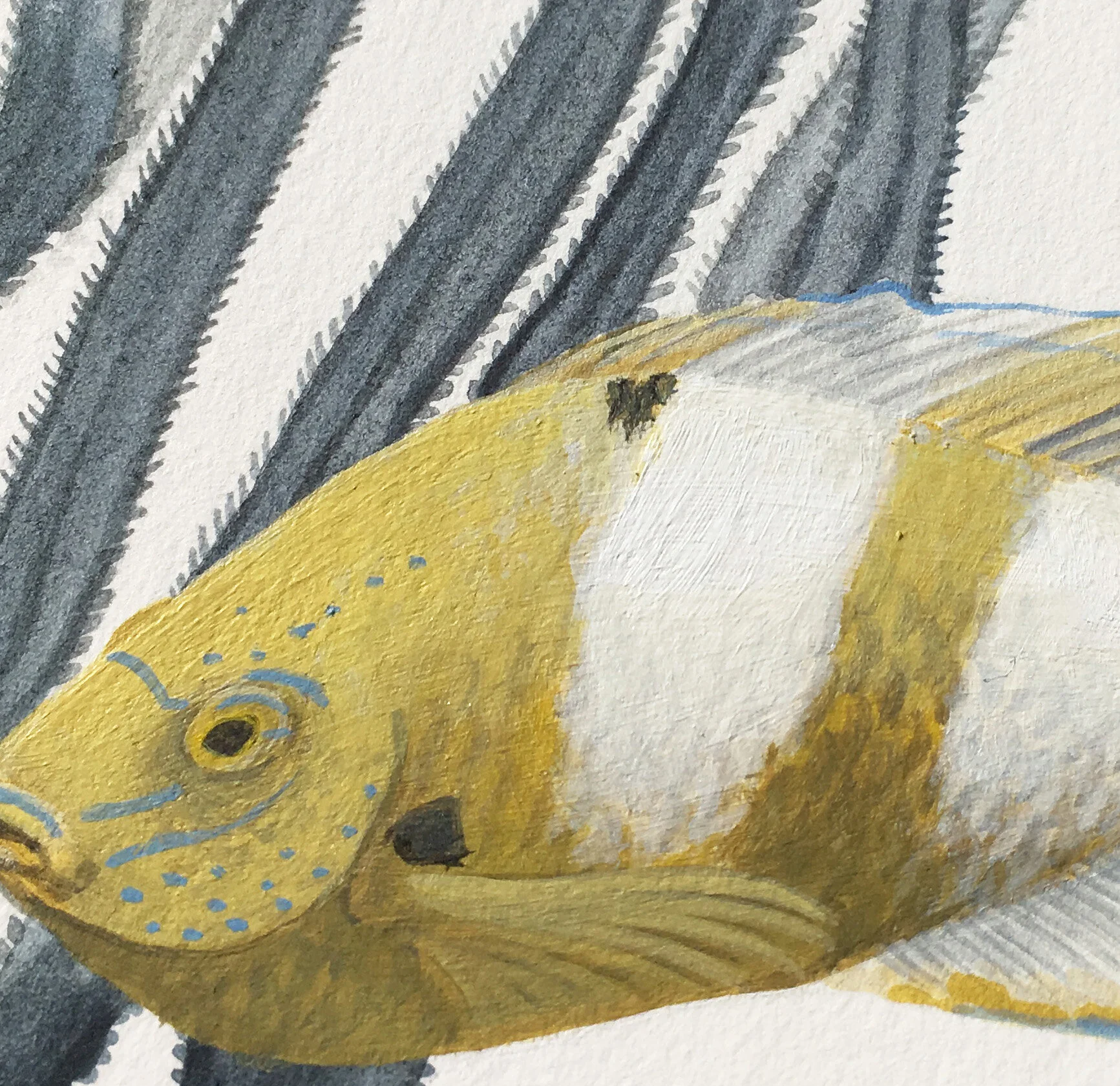 Honeyhead Damsel Detail 2.jpg