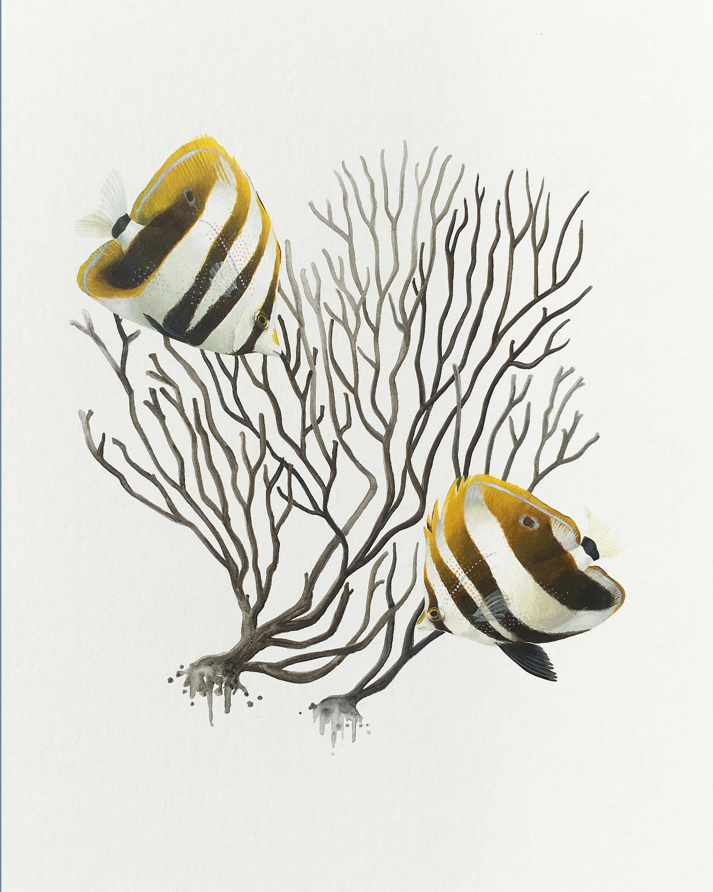Highfin Corallfish 8 x 10 print.jpg