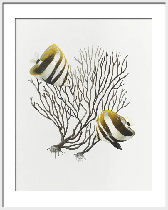 Highfin Corallfish framed.jpg